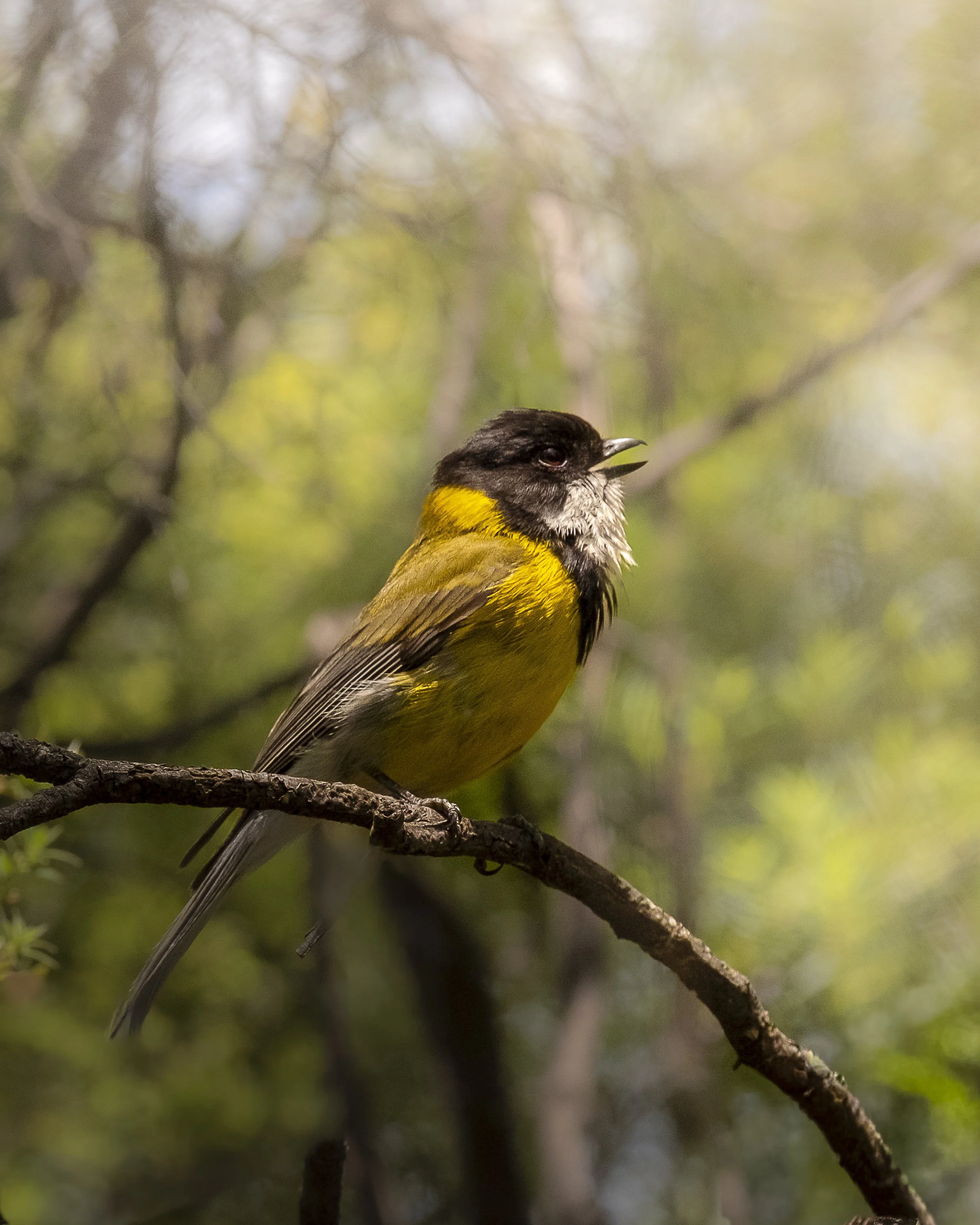Tasmanian Song Bird
