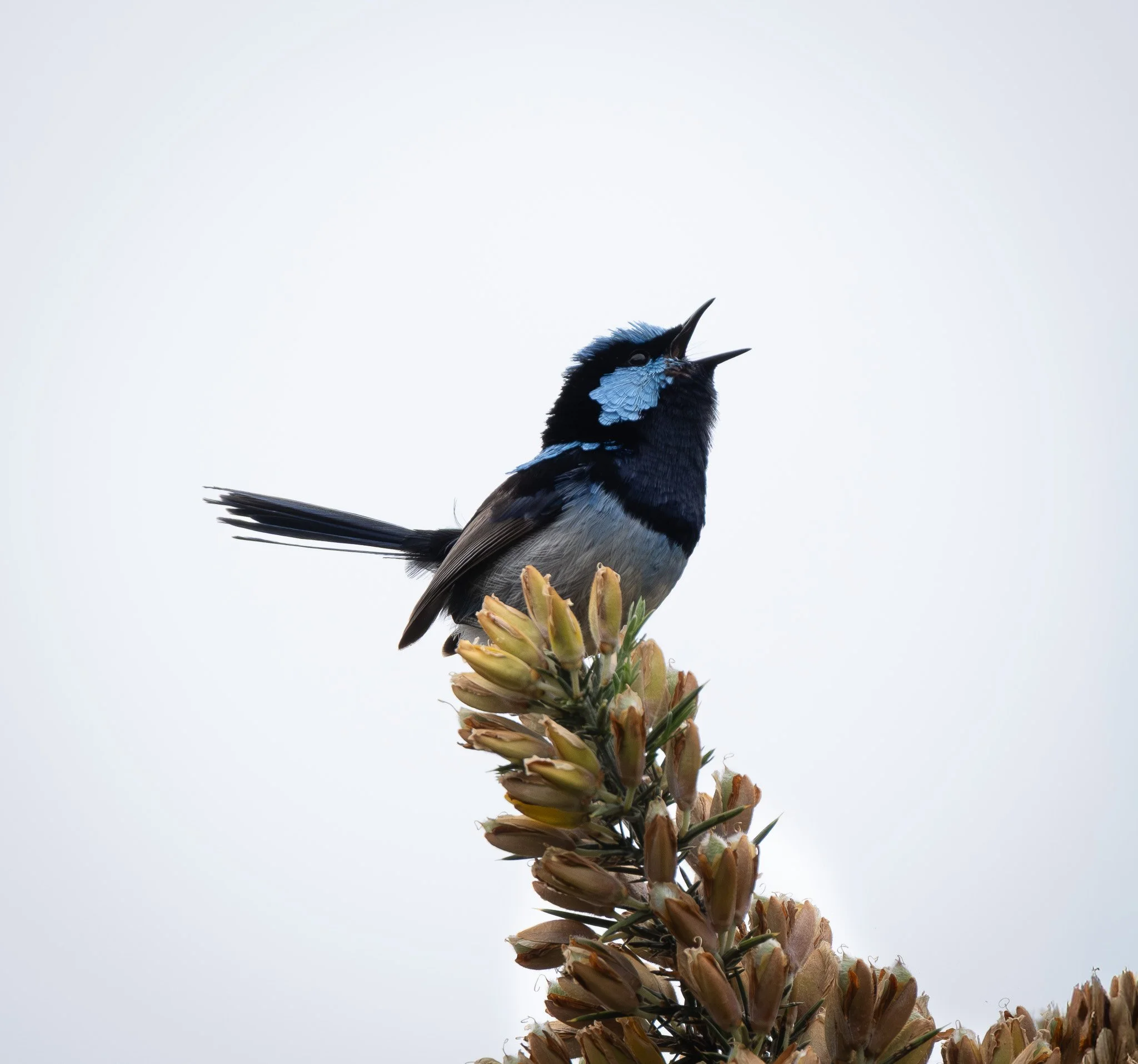 A bird perched on a plant with a pale sky in the background.