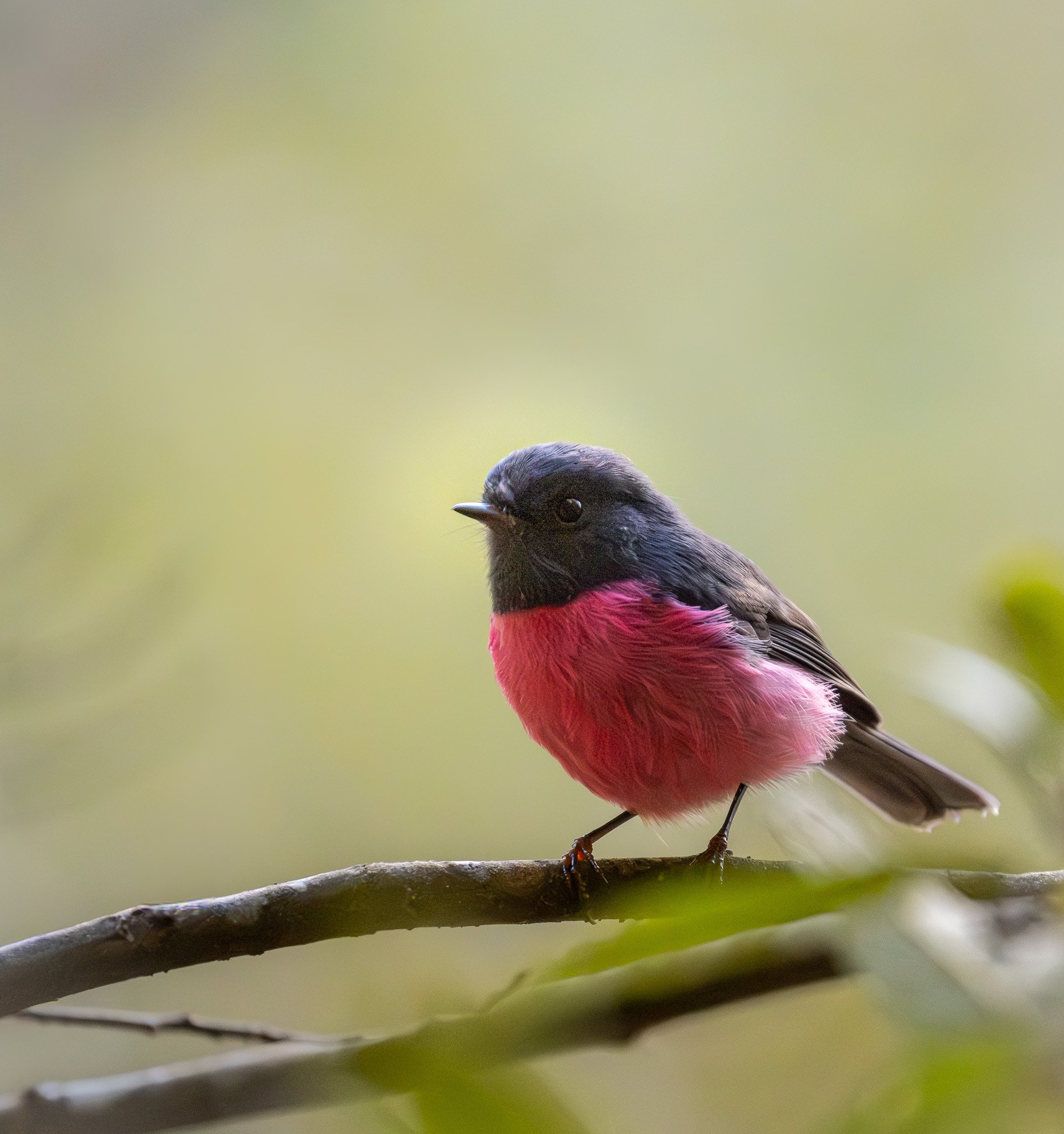 Close-up of a bird with black head, pink chest, perched on a tree branch against a blurred green background. A Pink Robbin.