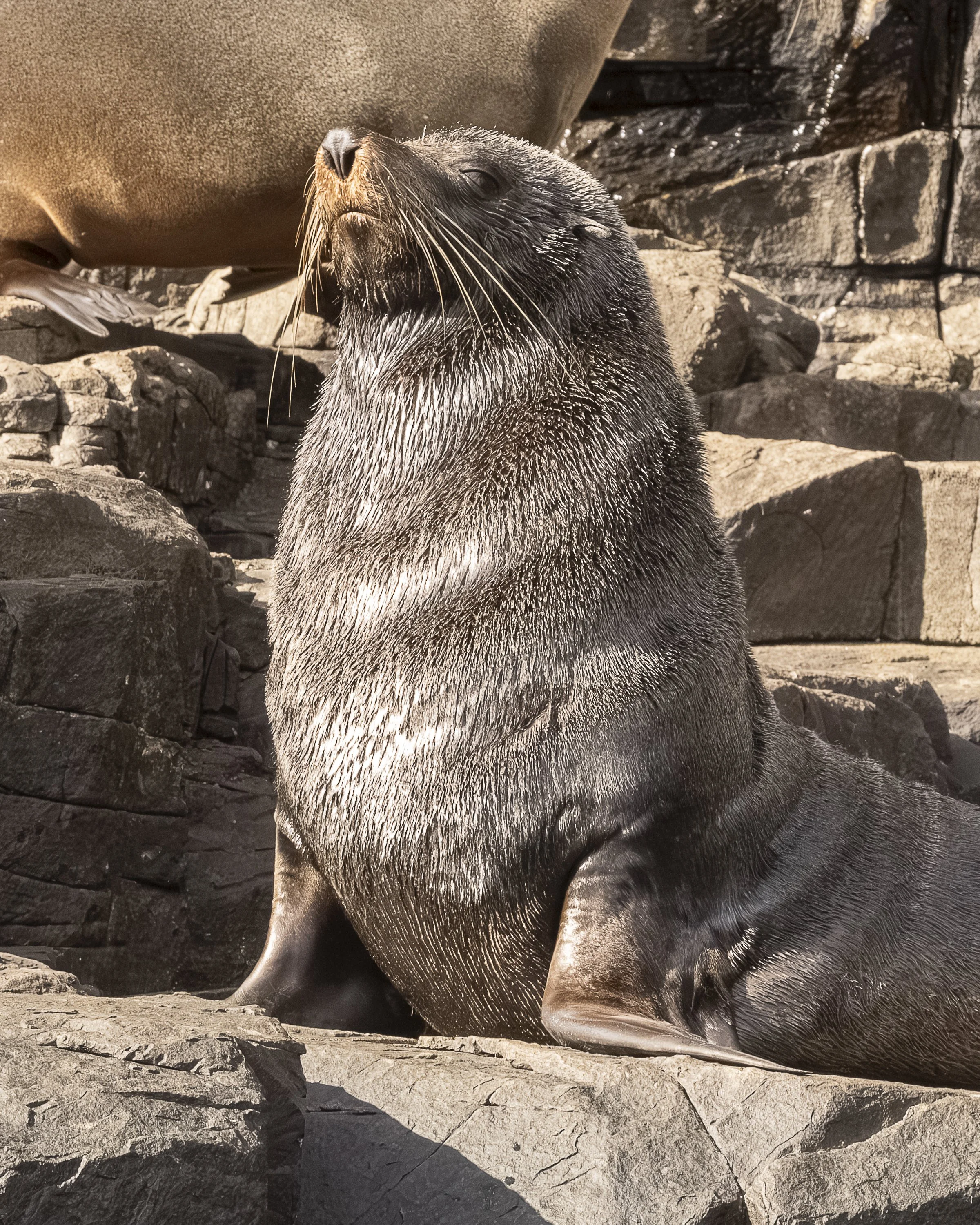 Sunshine on a Seal