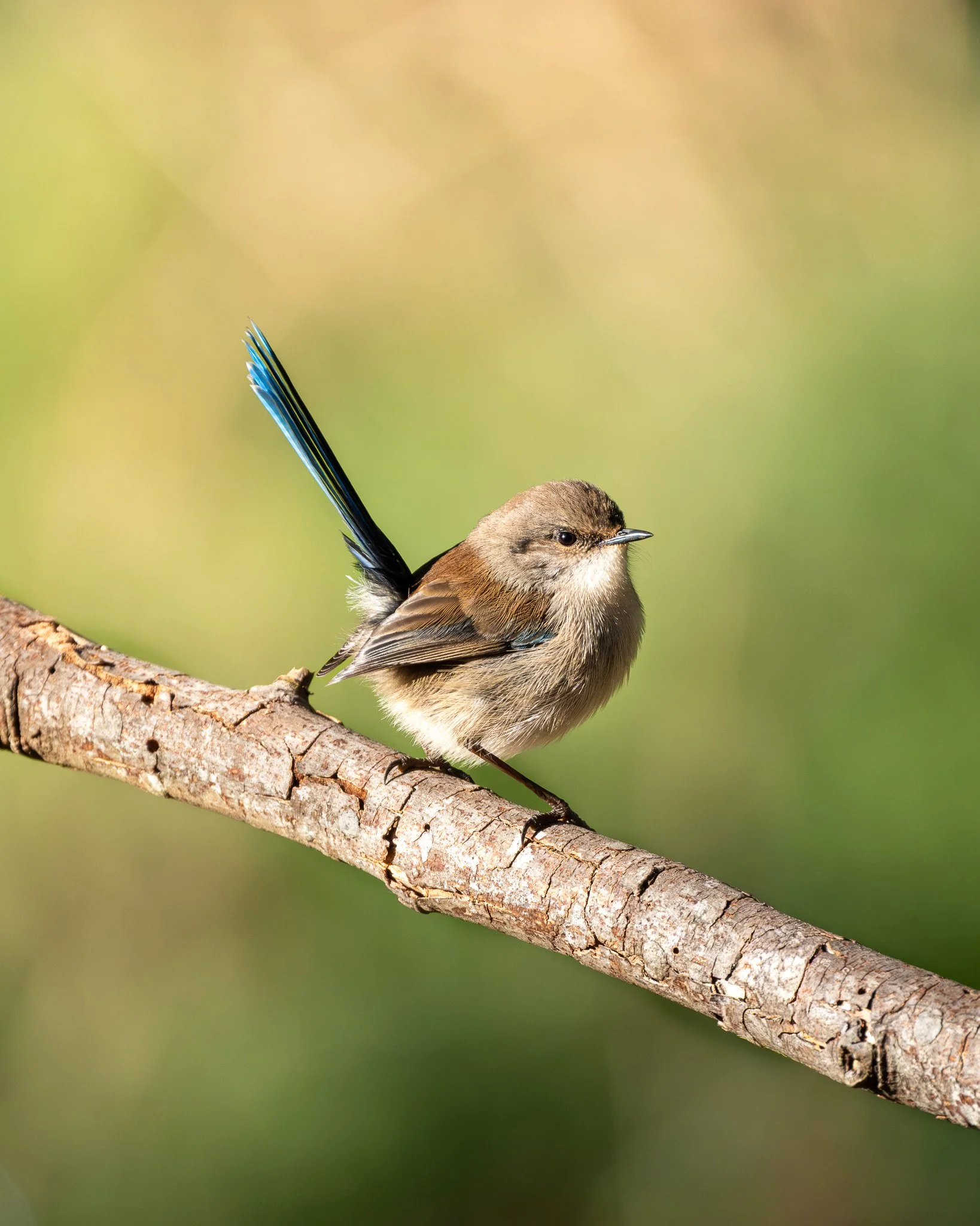 A small bird with brown and blue feathers perched on a textured tree branch against a blurred green and tan background.