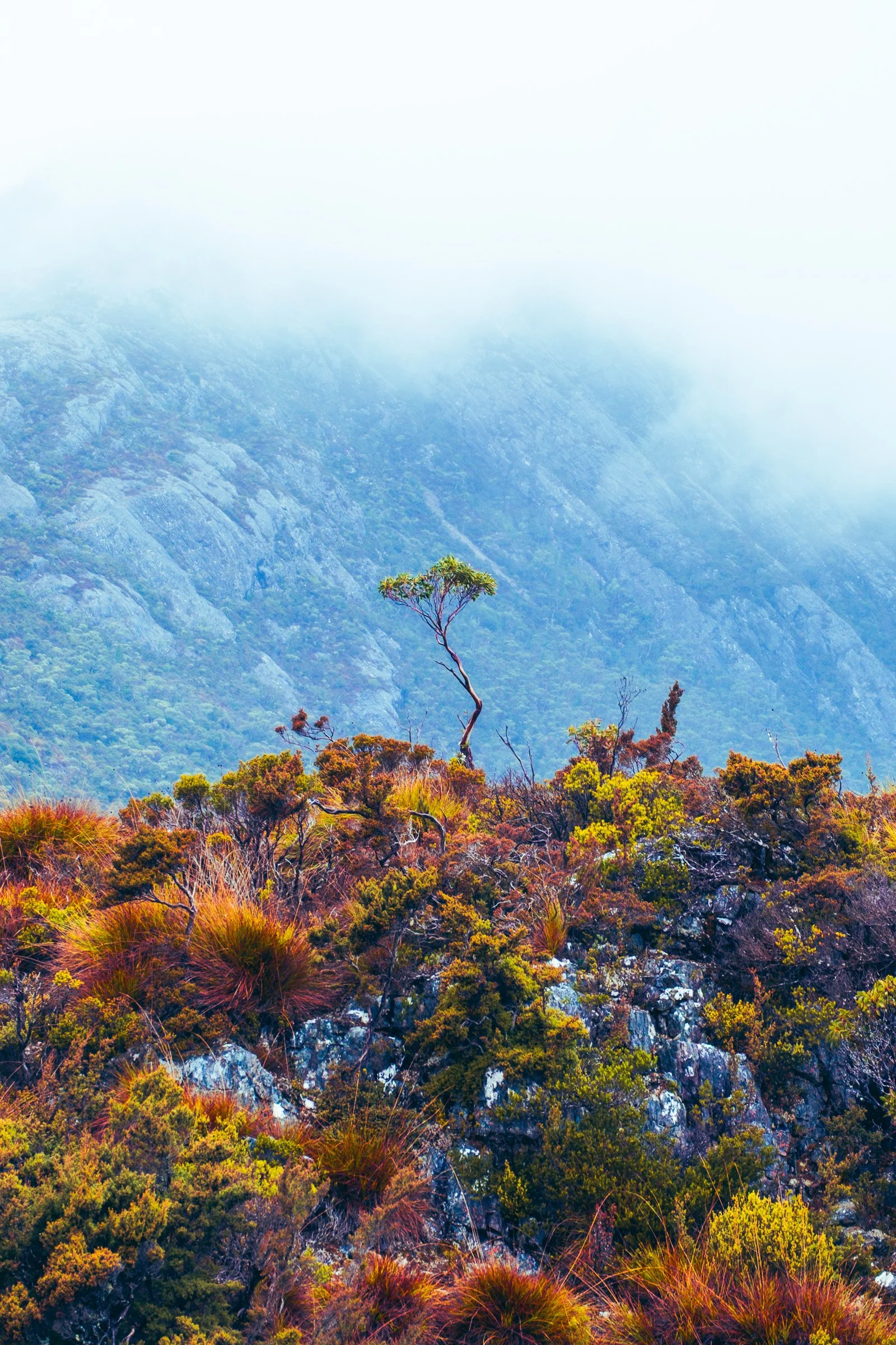 Mountain landscape with a single tree at the foreground, fog covering the peaks, and colorful bushes in the lower part of the scene.