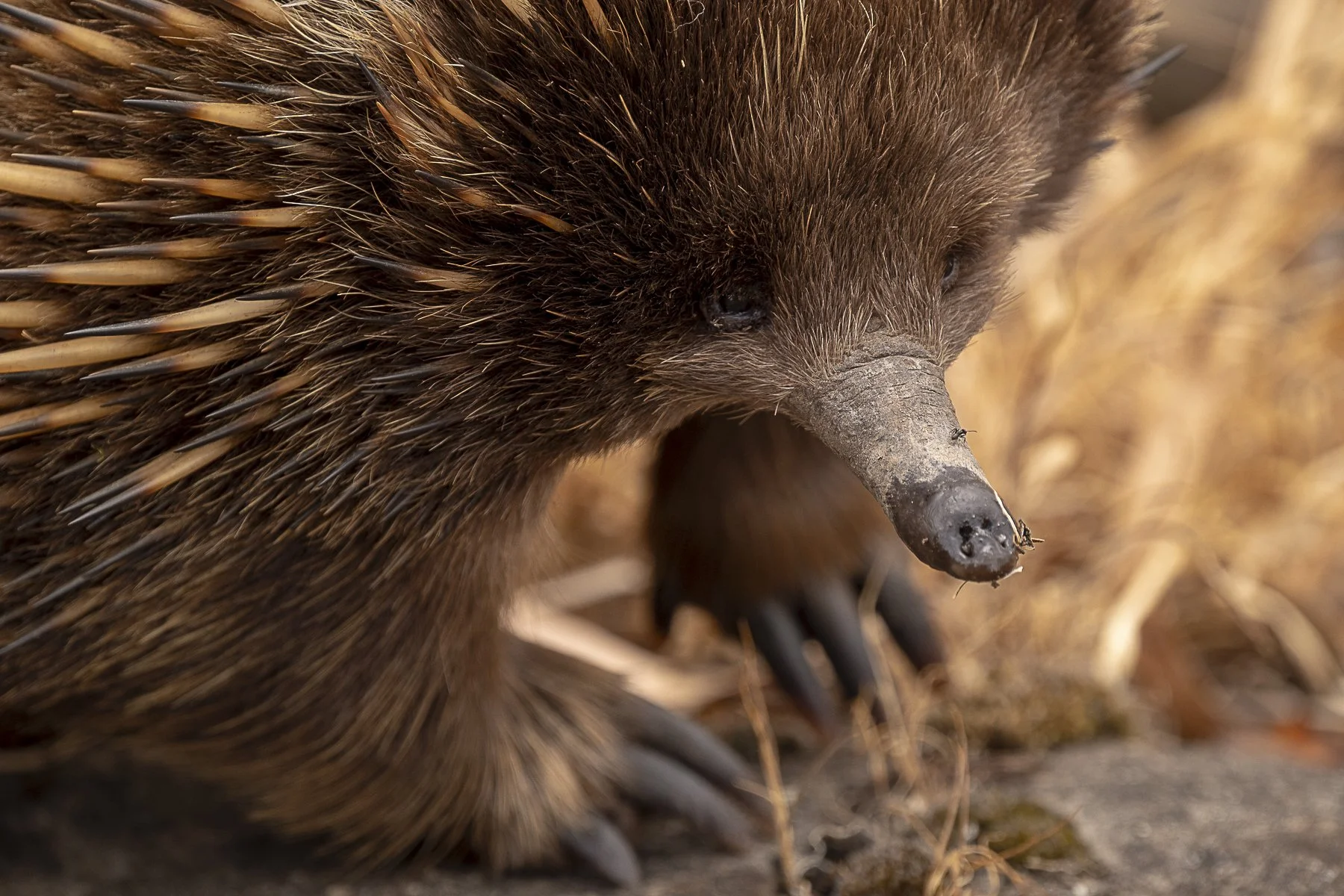 Portrait of a Spike