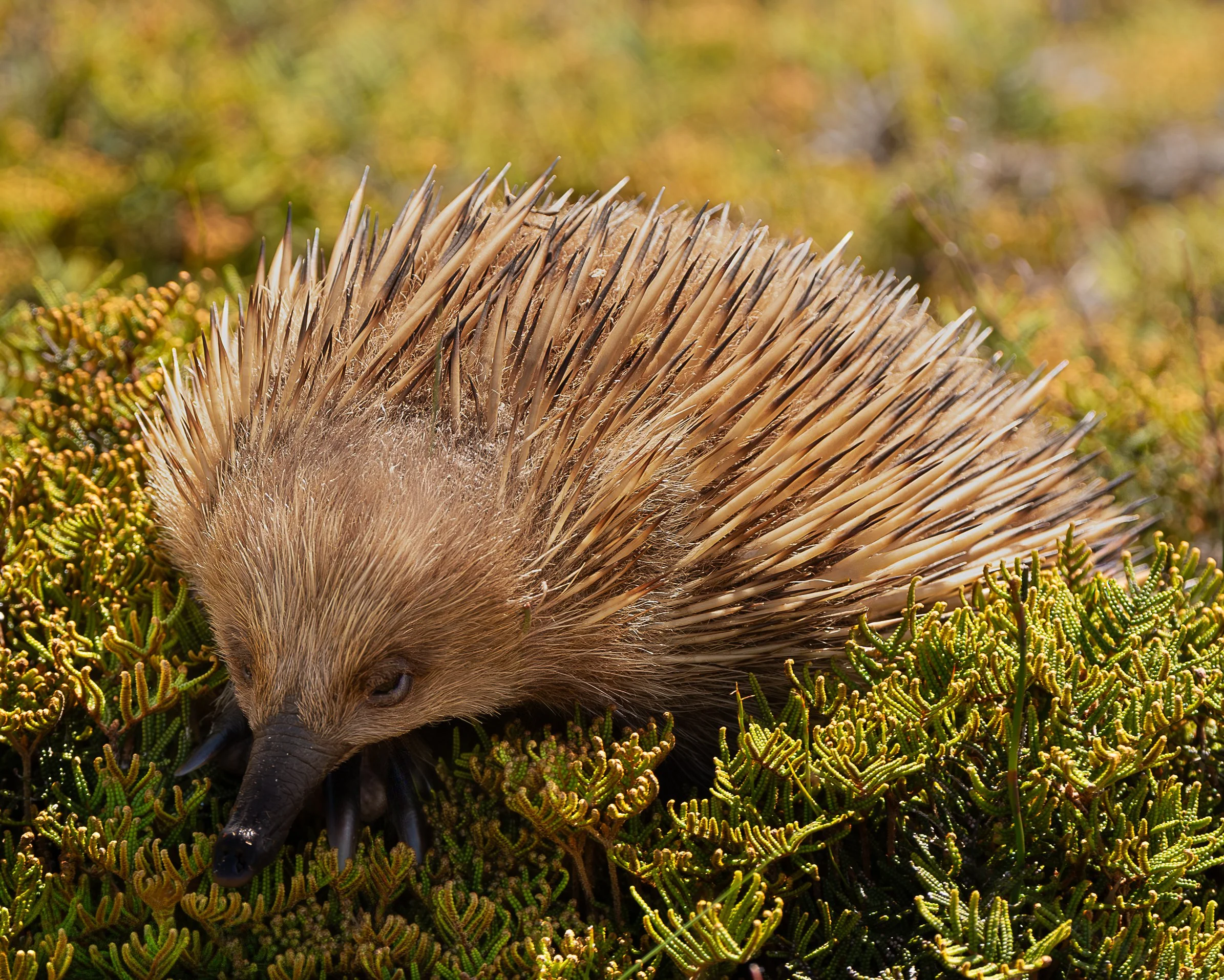 A close-up of a western European hedgehog in a grassy area with green and yellow plants.
