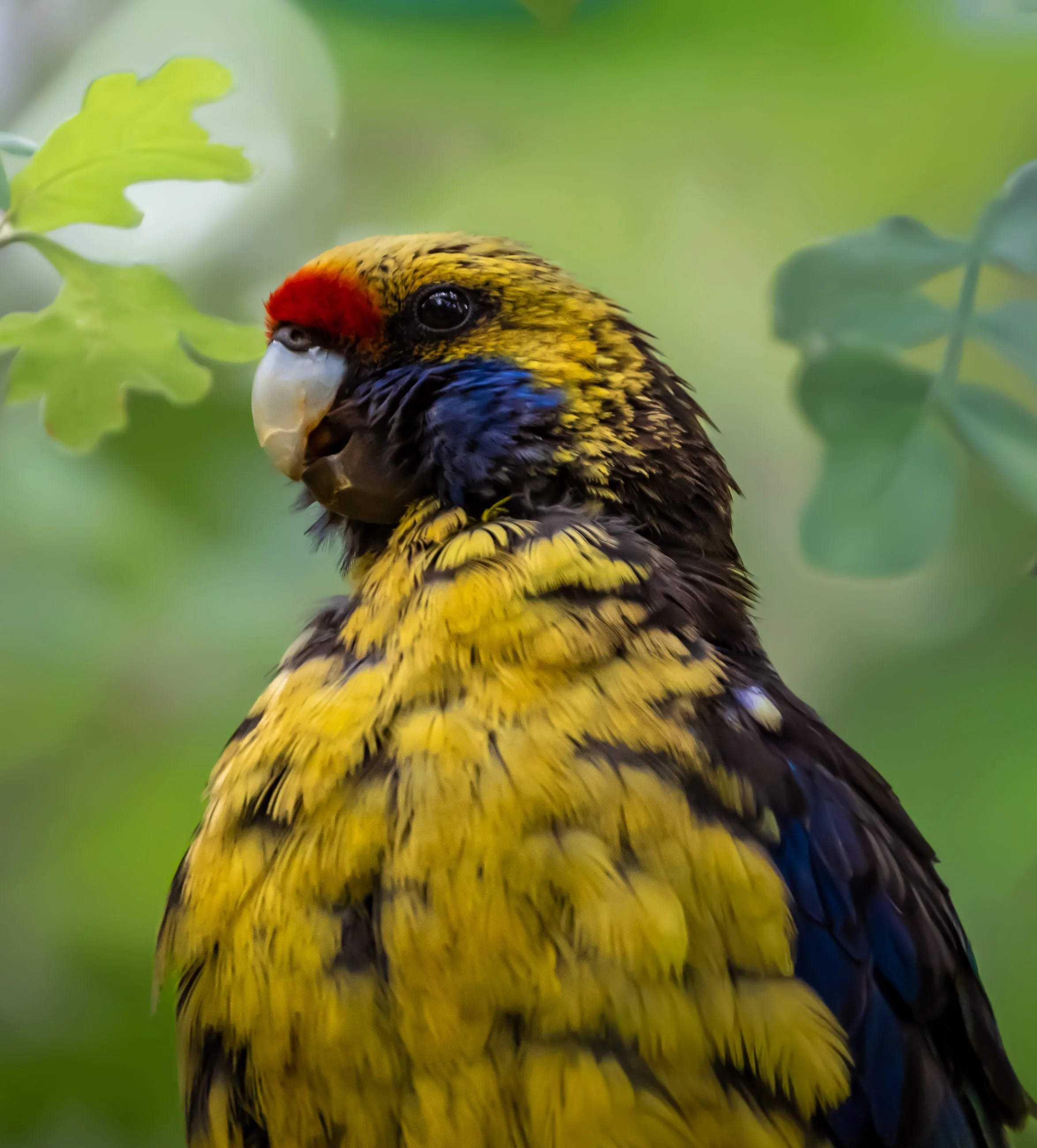 Close-up of a colorful bird with yellow, red, black, and blue feathers, surrounded by green leaves.