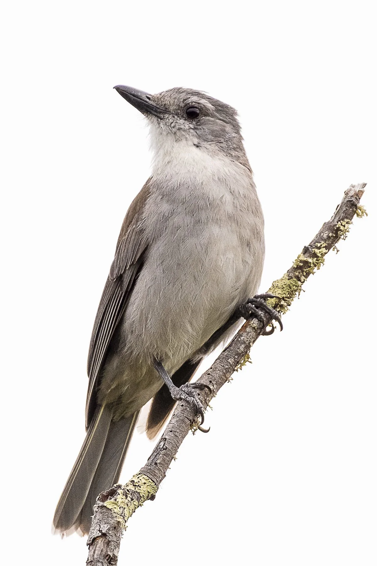 Adorable bird, funny name.