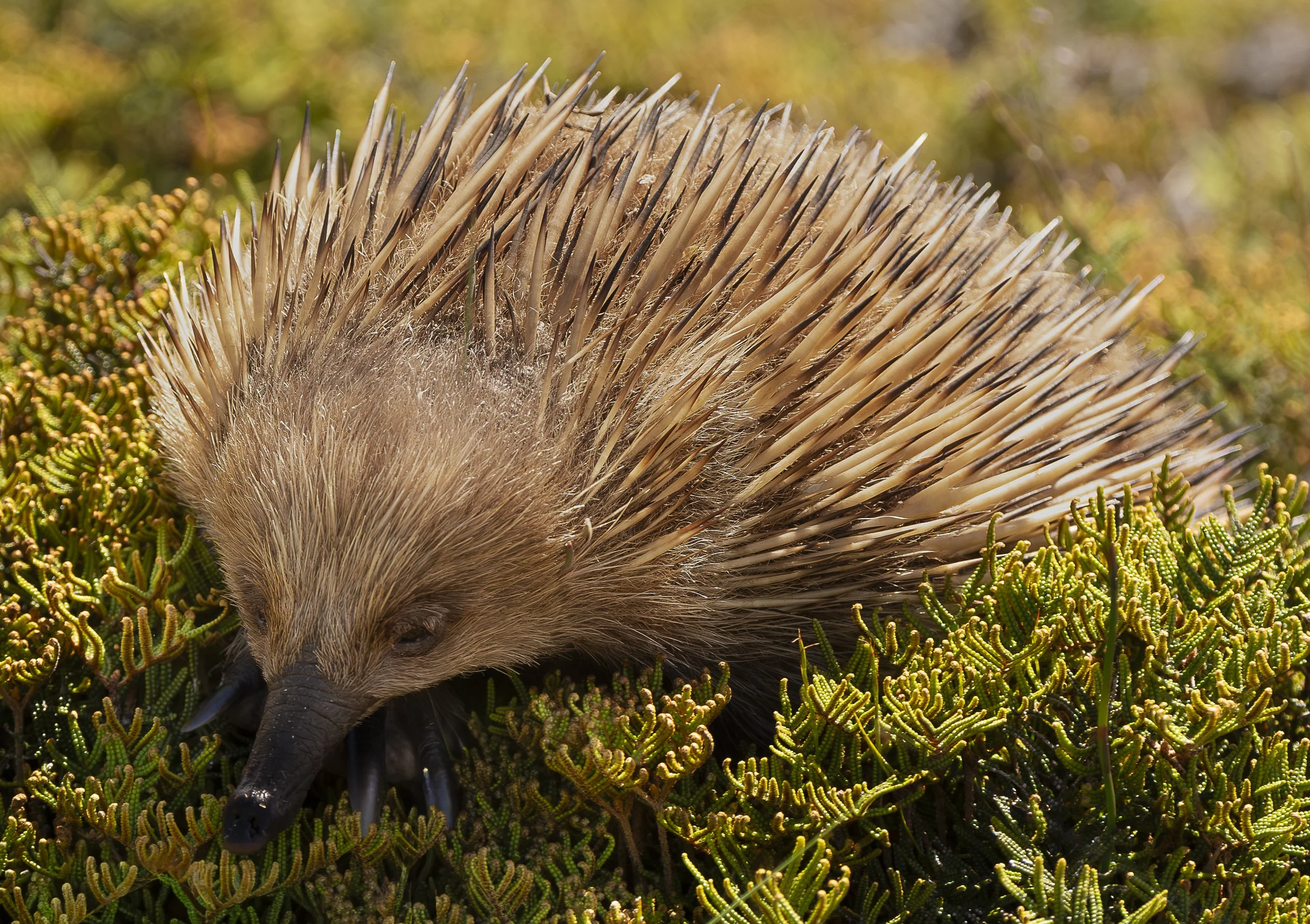Echidna from Cradle