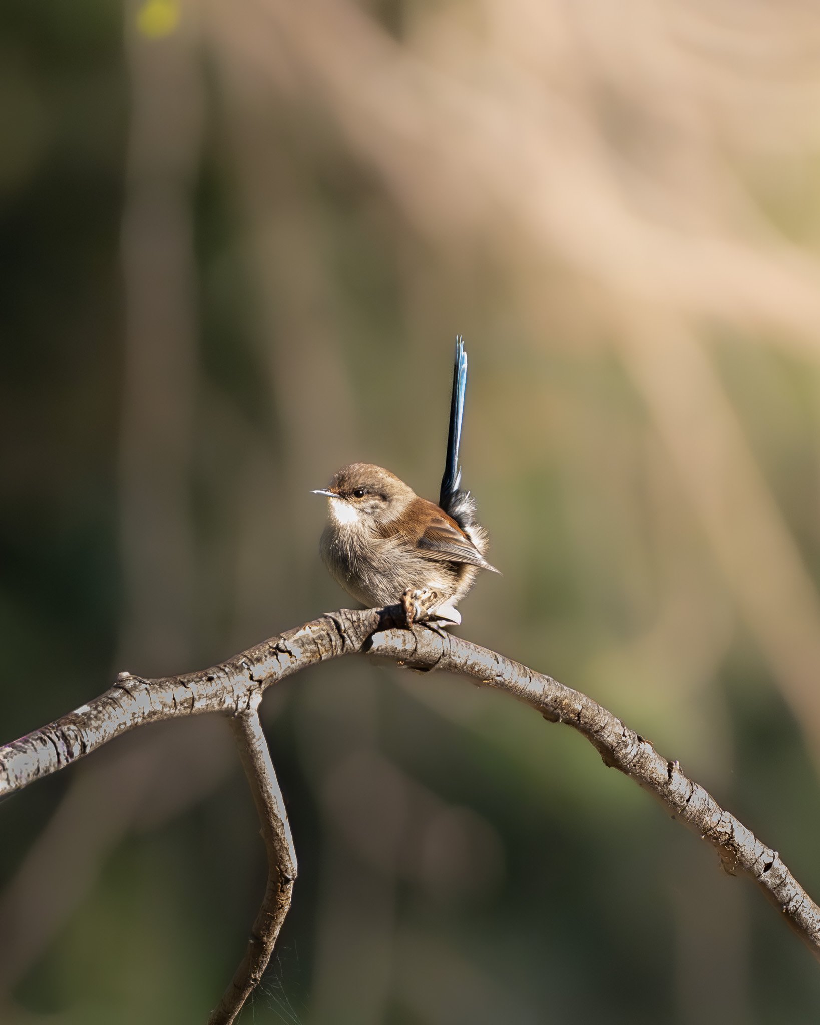 Small brown bird perched on a thin, curved branch with a blurred natural background.