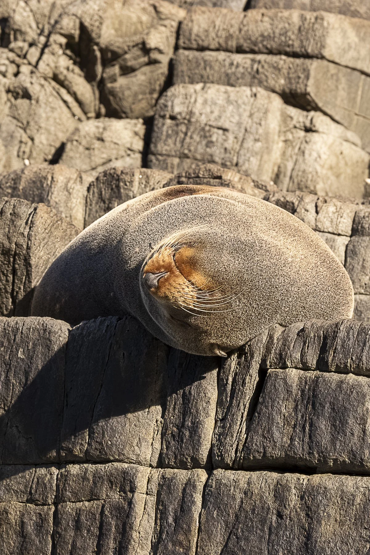 Snoozy Seal