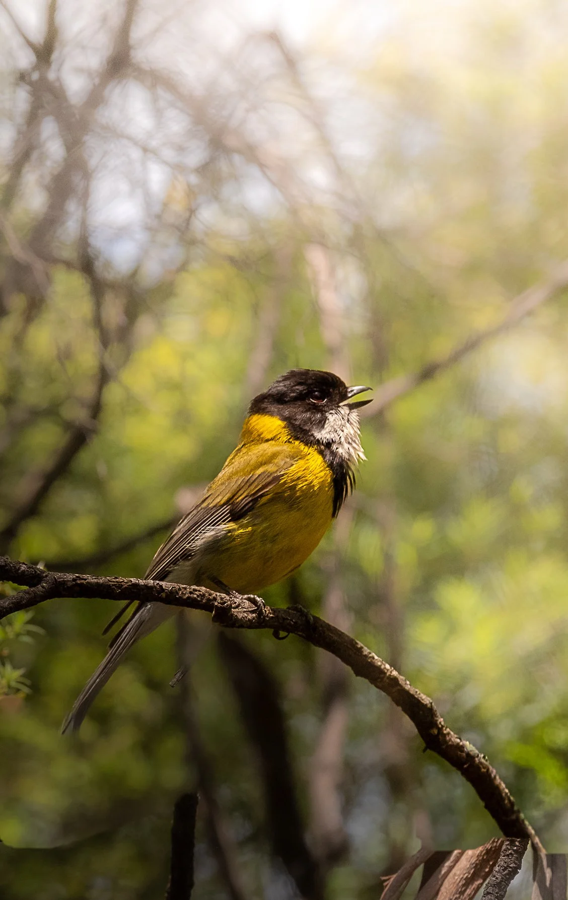 A small yellow and black bird perched on a tree branch in a natural setting with blurred green and brown foliage in the background.
