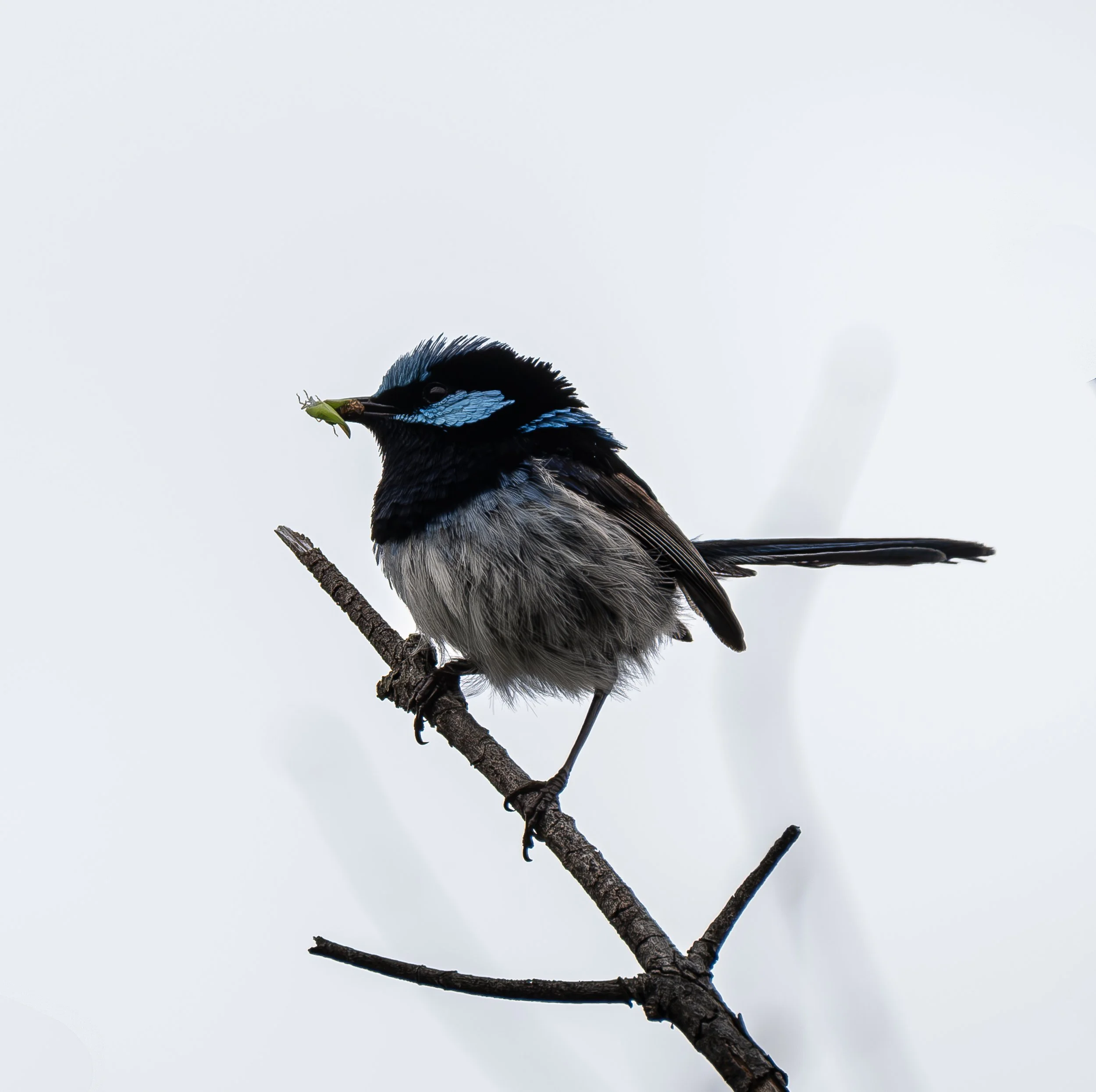A bird with black and blue feathers perched on a thin branch, holding a green insect in its beak.