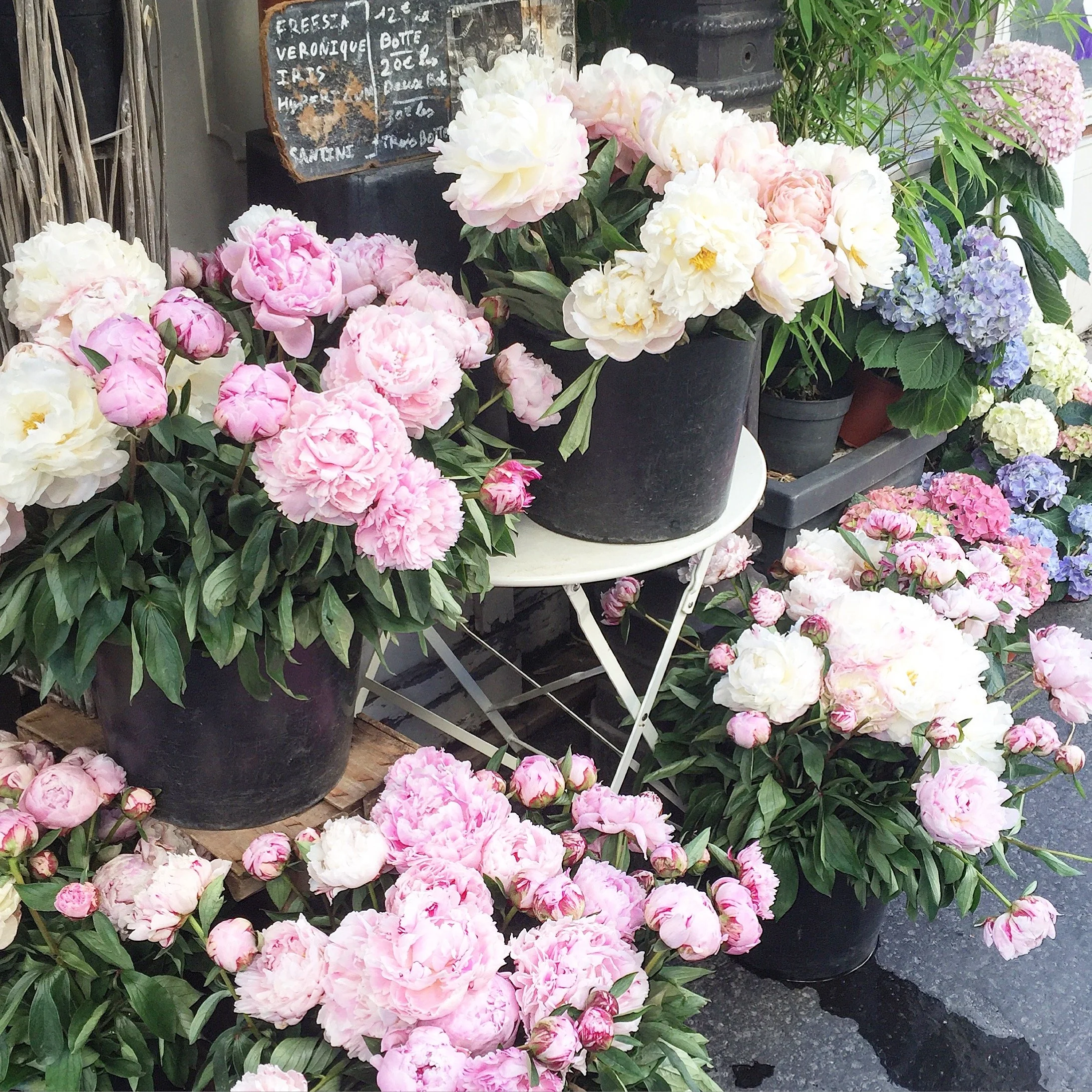 Various colorful peony flowers in black pots at a flower shop.
