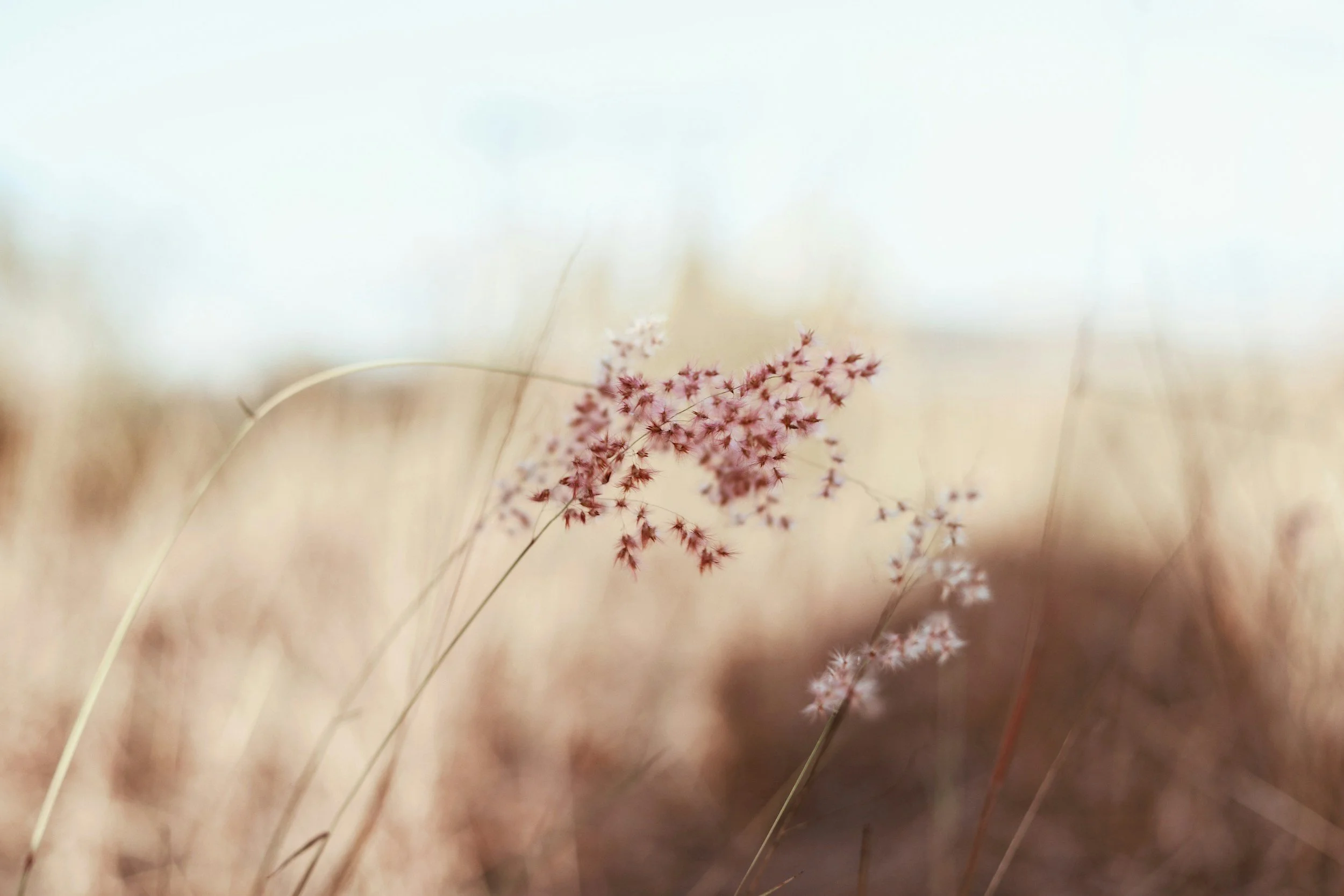 Close-up of pink, fluffy, grass-like flowers on slender, curved stems against a soft, blurred background of beige and light blue.