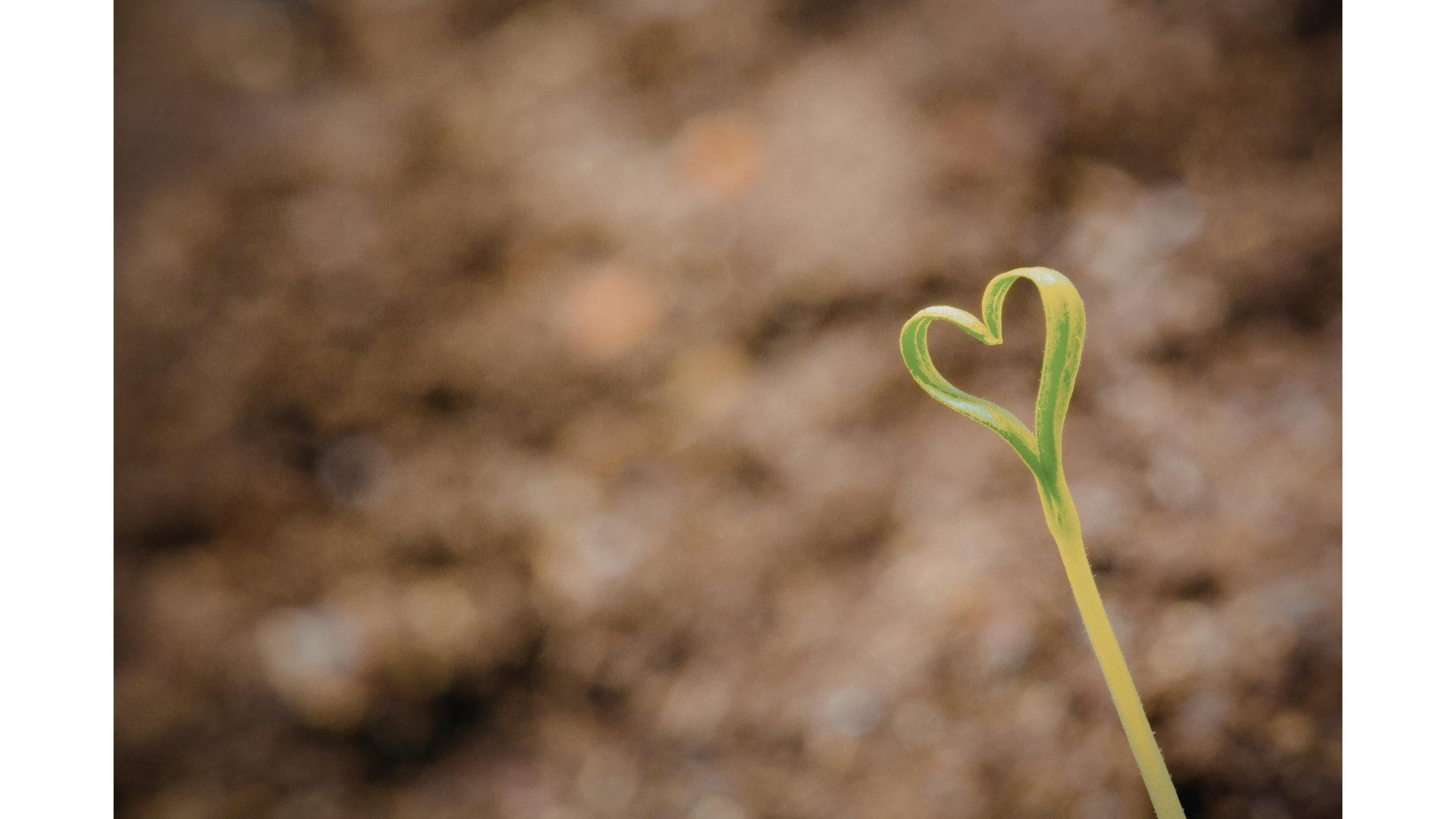 A small green sprout emerging from the soil with a heart-shaped leaf at the top.