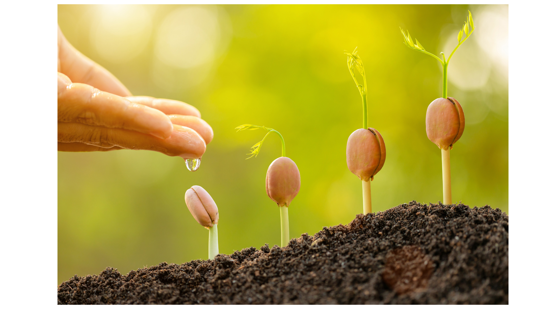 A close-up of a row of bean seeds planted in dark soil, with one seed sprouting a green shoot and a small leaf, while a person's hand gently watering the first seed with a droplet of water in a natural outdoor setting with blurred green background.