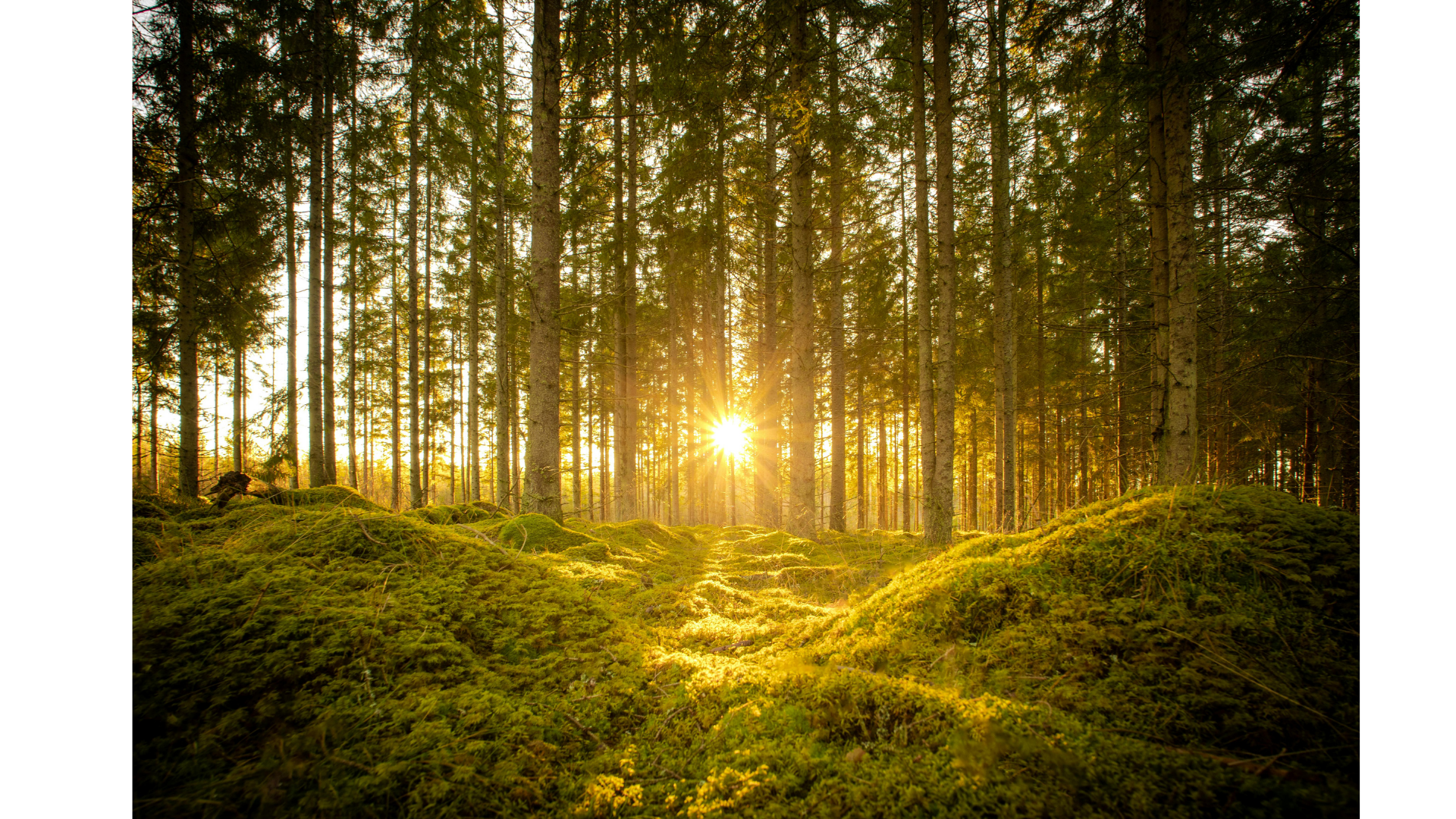 Sunlight shining through a dense forest of tall trees with moss-covered ground.