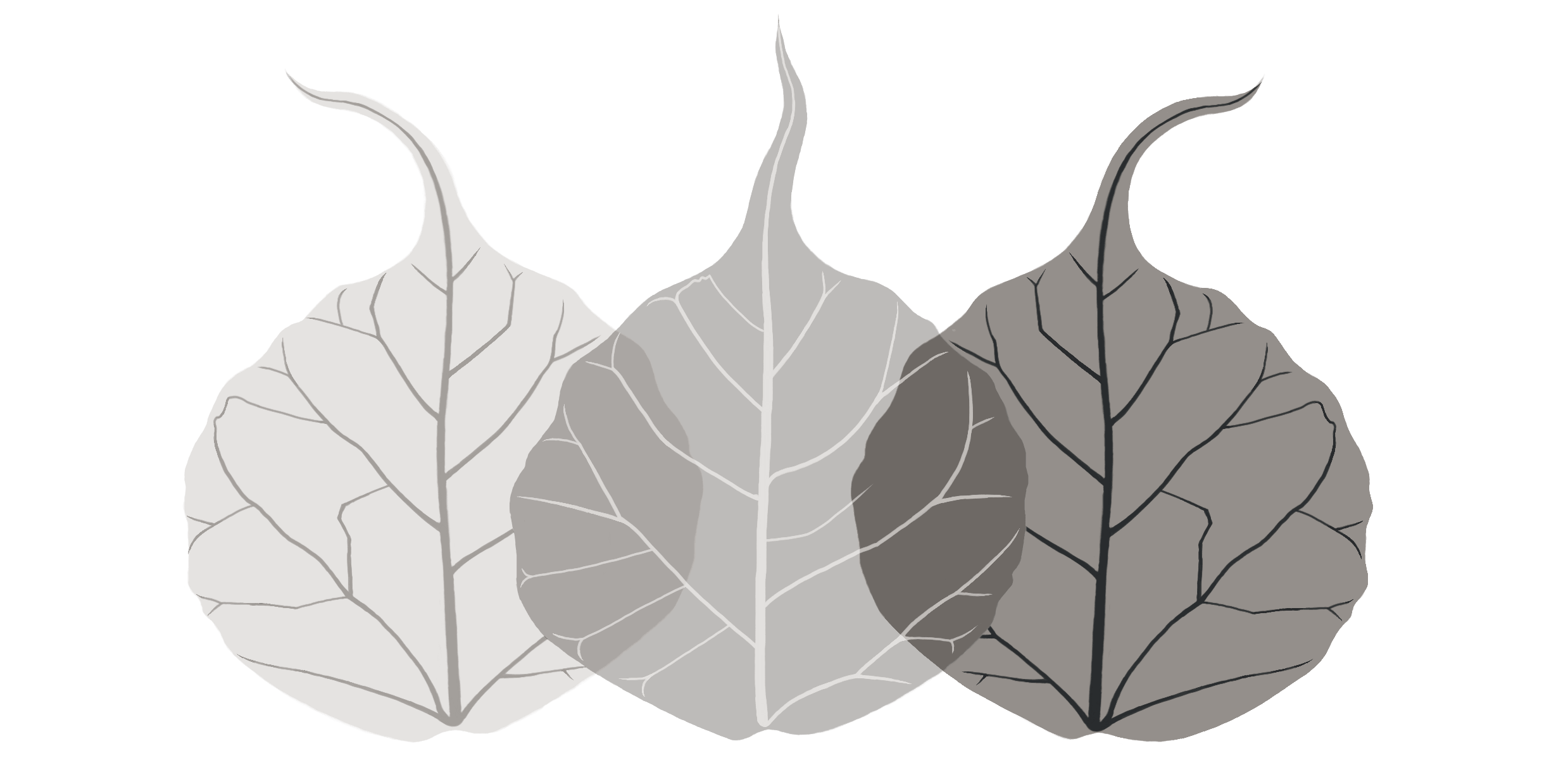 Three overlapping leaves in shades of gray with prominent veins.