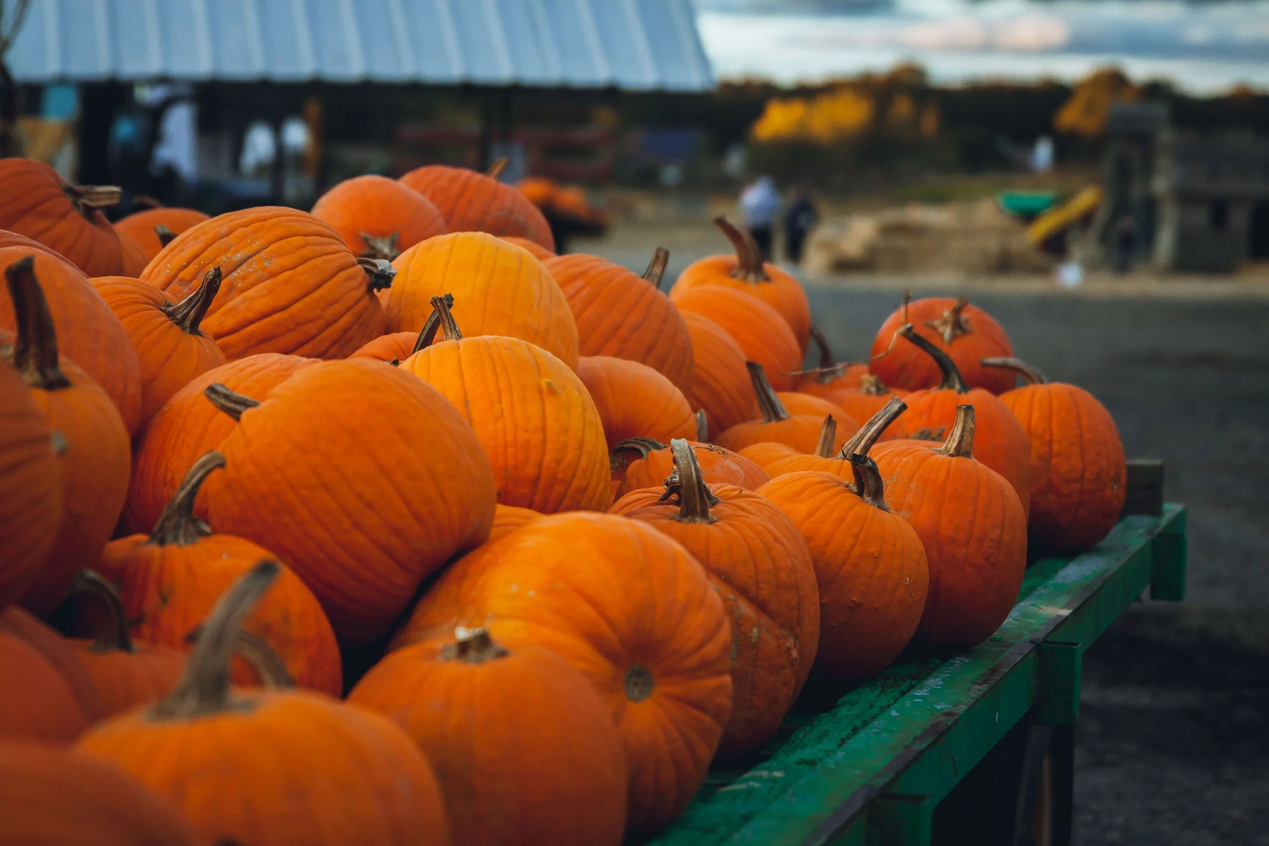 5 Bay Area Pumpkin Patches to Take Your Family for the 2026 Halloween Season