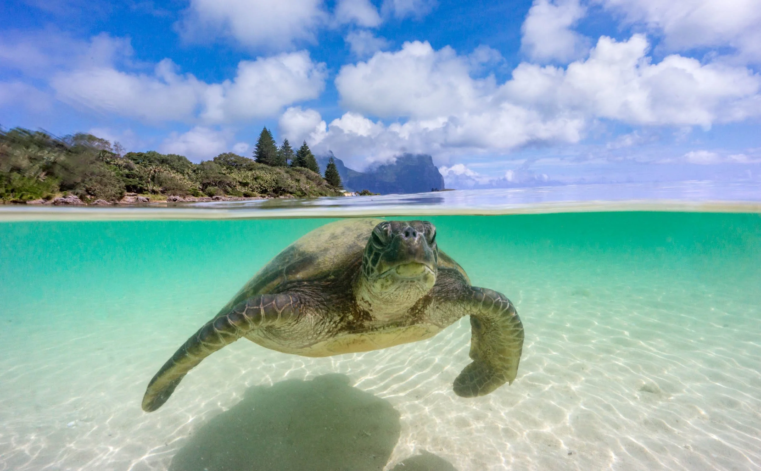 Lord Howe split.jpg