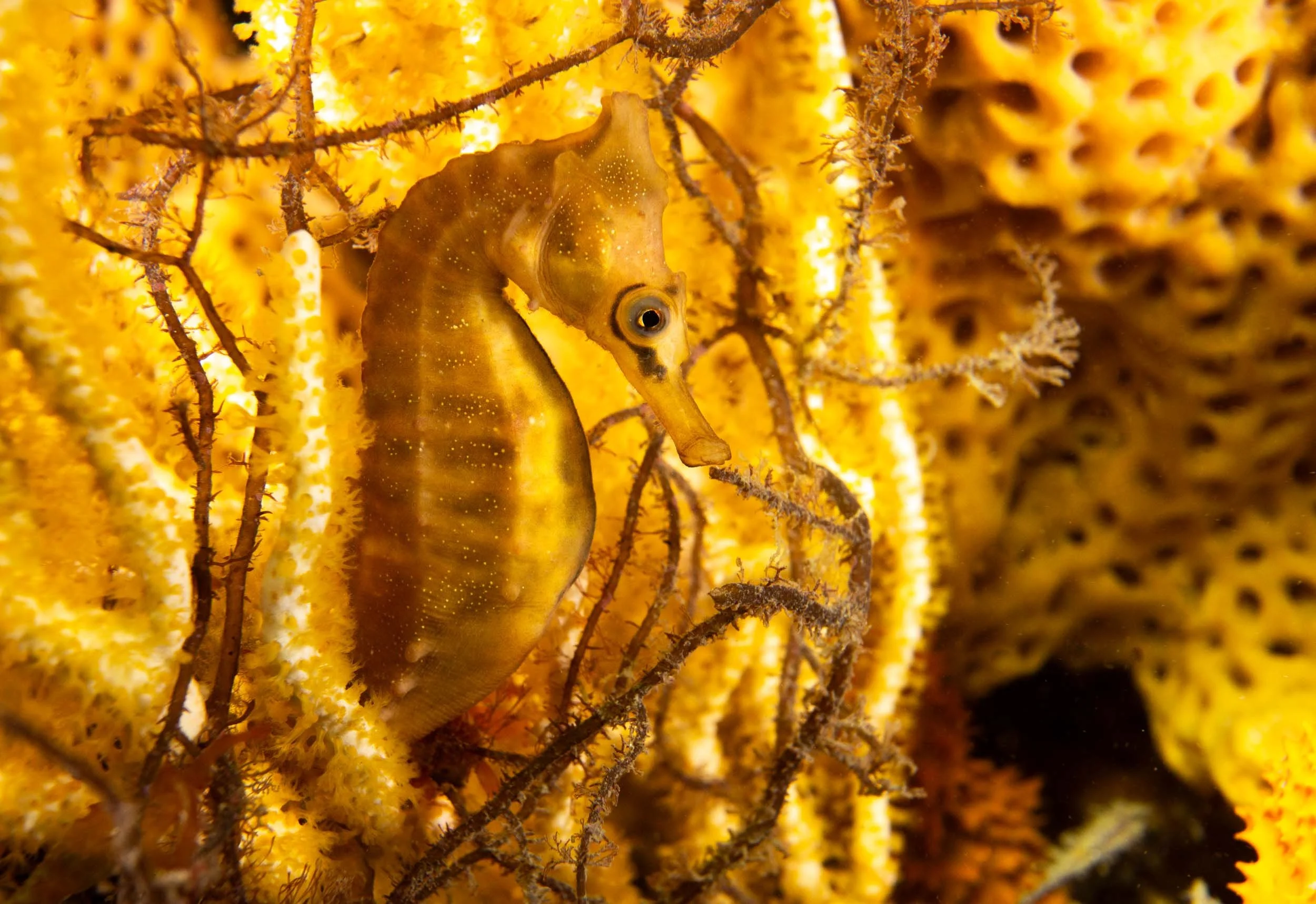 Golden Seahorse.jpg