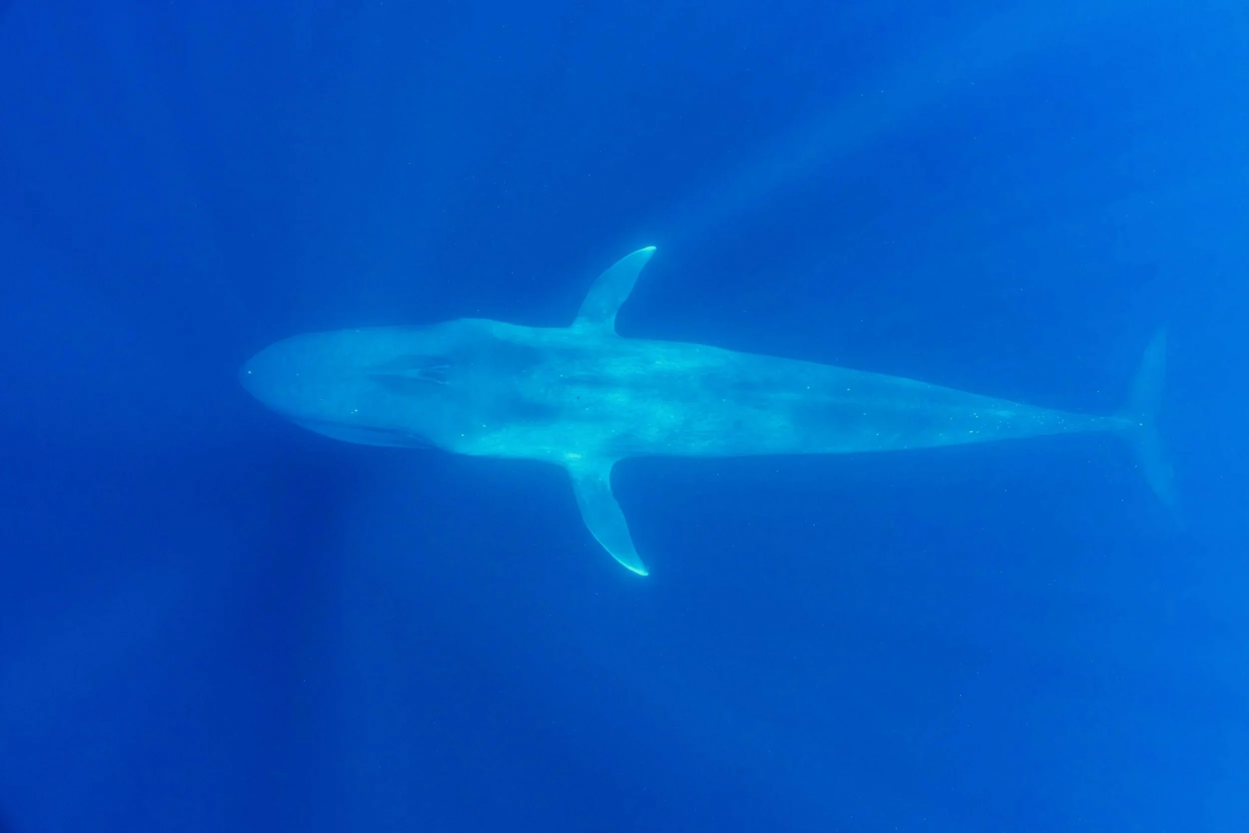 Timor Leste: Blue Whale Highway