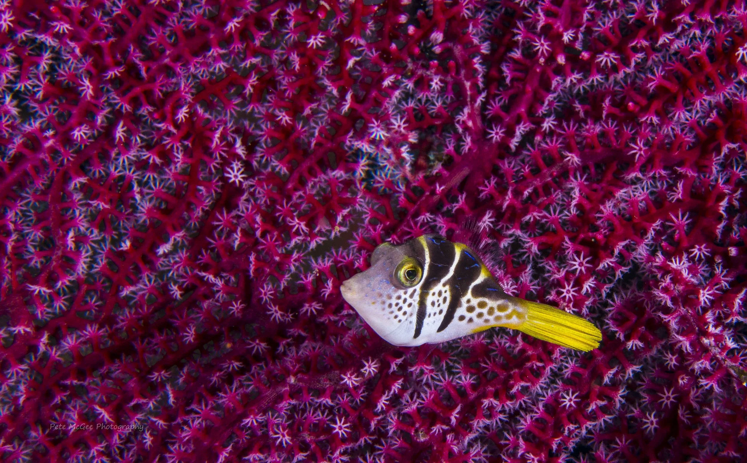 Bali - filefish.JPG