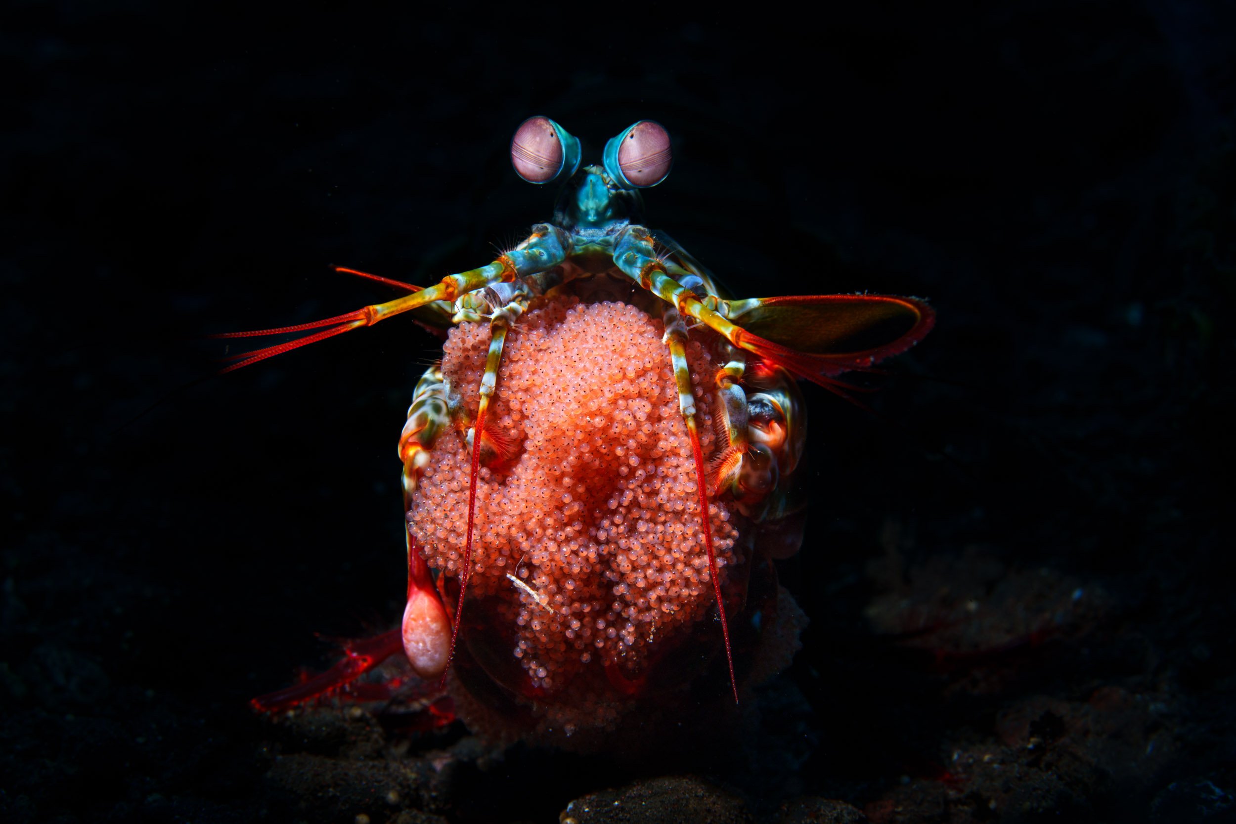 Peacock with eggs.jpg