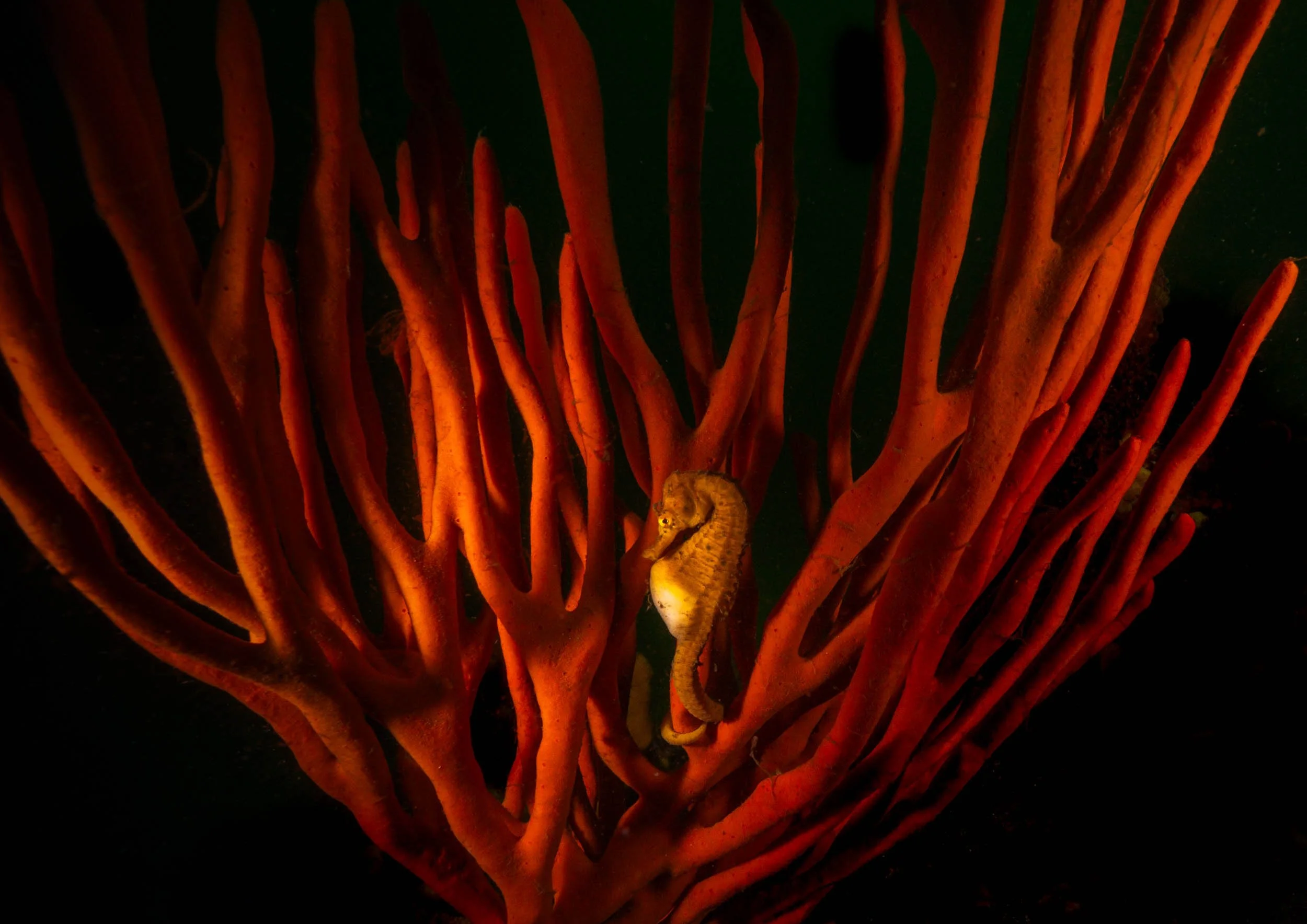 Seahorse Sanctuary.jpg
