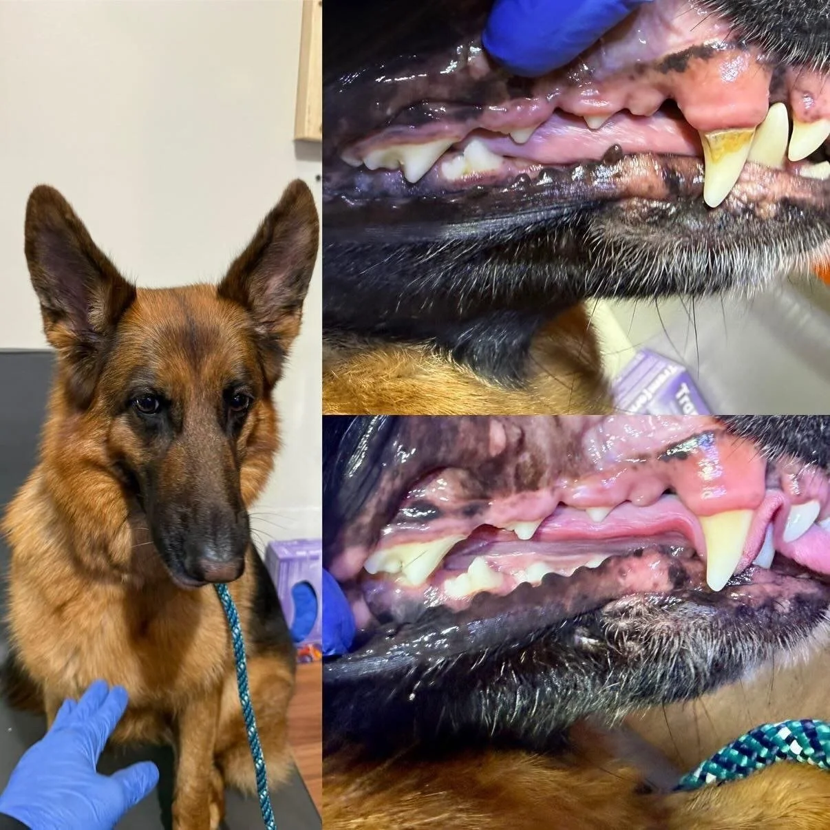 A German Shepherd dog with a blue leash standing indoors, with two close-up images of the dog's mouth showing dental examination conclusions.