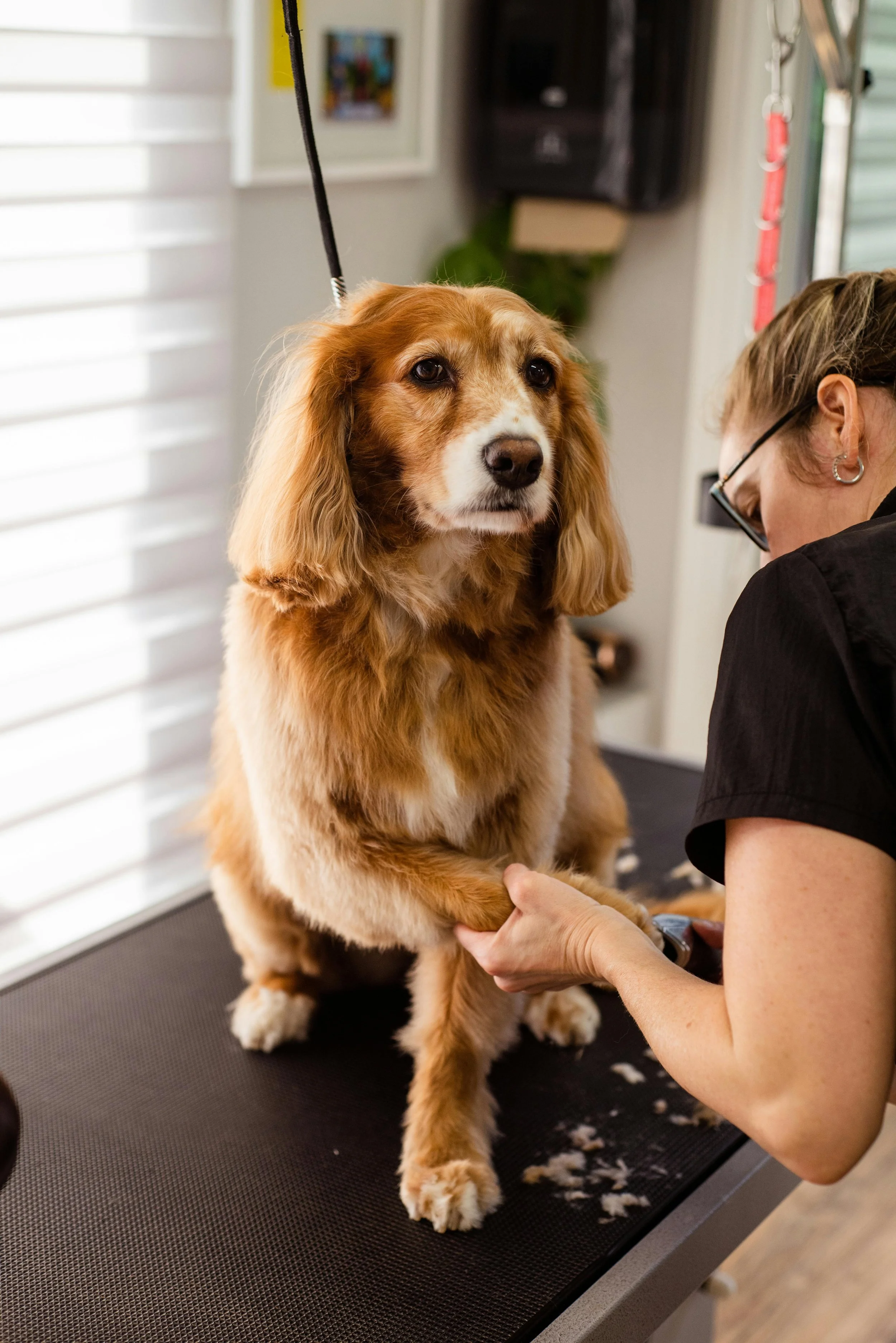 A freshly groomed Golden Doodle sitting on a professional grooming table at Zip Pet Grooming & Boutique in West Vancouver.