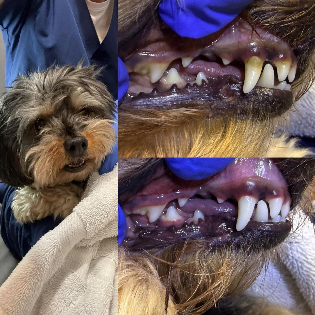 Close-up of a dog's mouth showing teeth, gums, and tongue, with a person holding the dog gently. The dog appears to be at a veterinary appointment.
