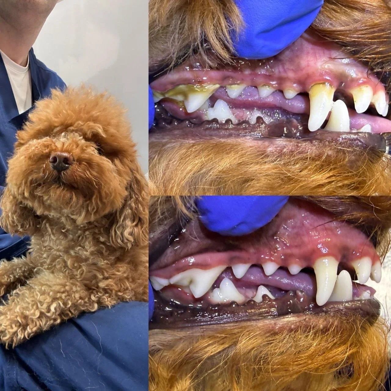 A friendly-looking, curly-haired dog sitting on a person's lap, with the person's arm visible. Next to it, a close-up of the dog's mouth showing its teeth and gums, indicating dental health or dental care for the dog.