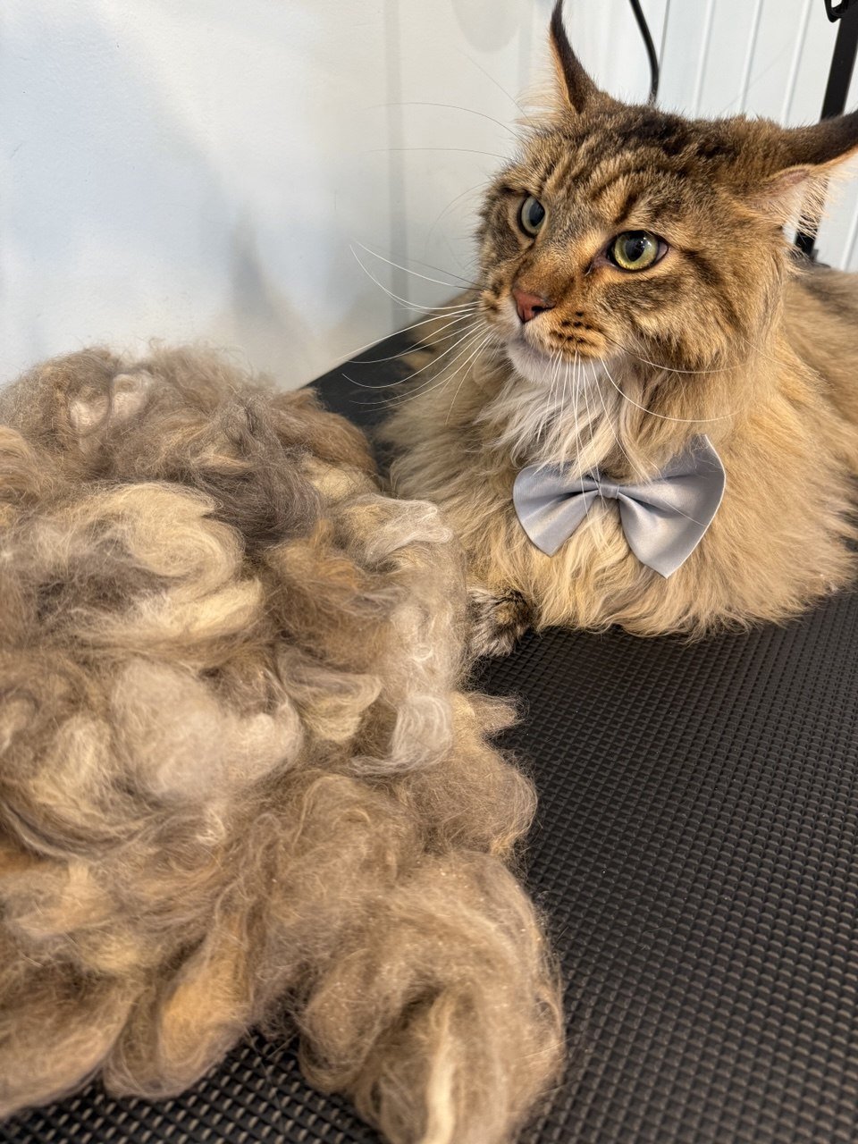 A fluffy, brown-and-gray long-haired cat wearing a gray bow tie, lying next to a pile of curly, fur-like wool on a black surface.