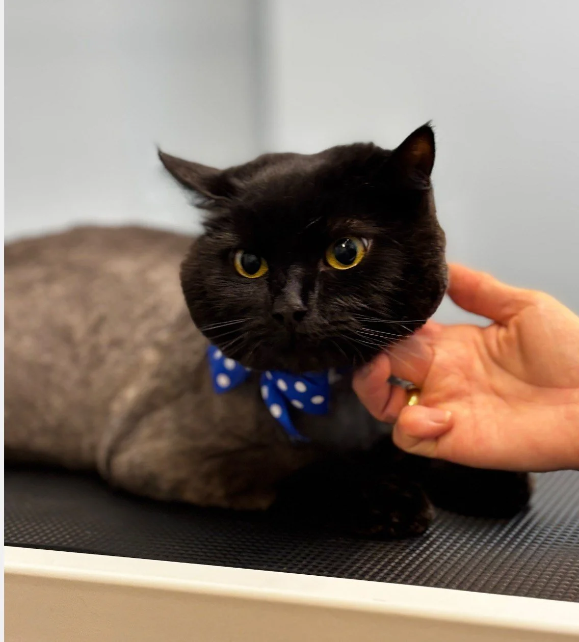 Black cat with yellow eyes wearing a blue polka dot bandana, held gently by a person's hand, lying on a surface.