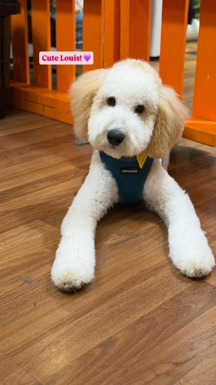 What is Fear-Free Grooming, and Why Does Your Pet Need It?