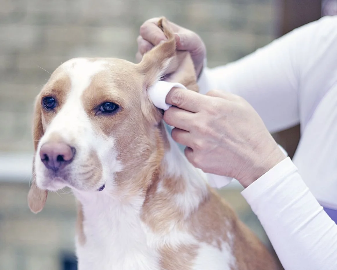 How Zip Pet Grooming Protects &amp; Cleans Your Pet’s Ears