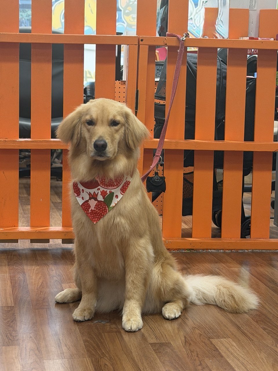 Why "Cage-Free" is More Than a Buzzword: The Zip Pet Experience