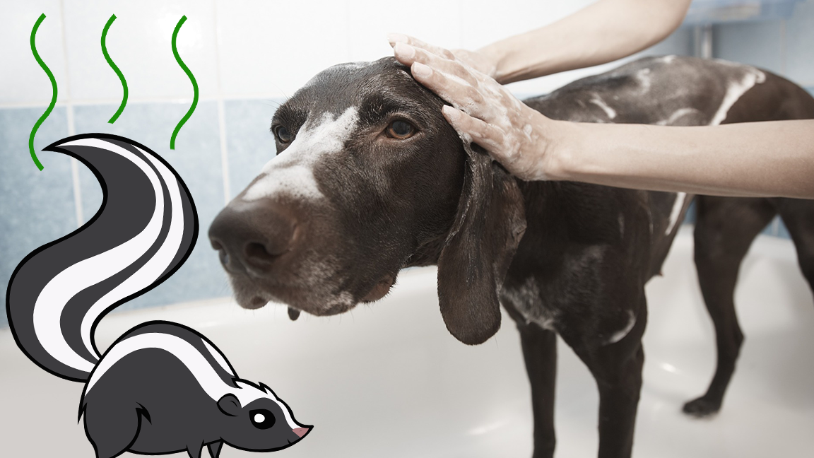 Sprayed by a Skunk? Why We Say "Yes" When Other Salons Say "No"