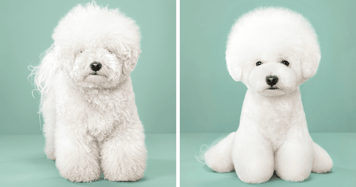 Beyond the Teddy Bear Cut: A Guide to Asian Fusion Pet Grooming