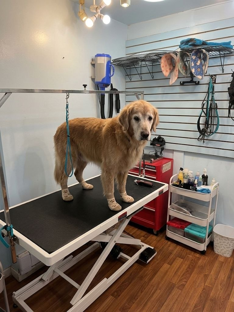 Caring for Senior Hips &amp; Joints: Why Every Older Dog Gets Free Anti-Slip Socks