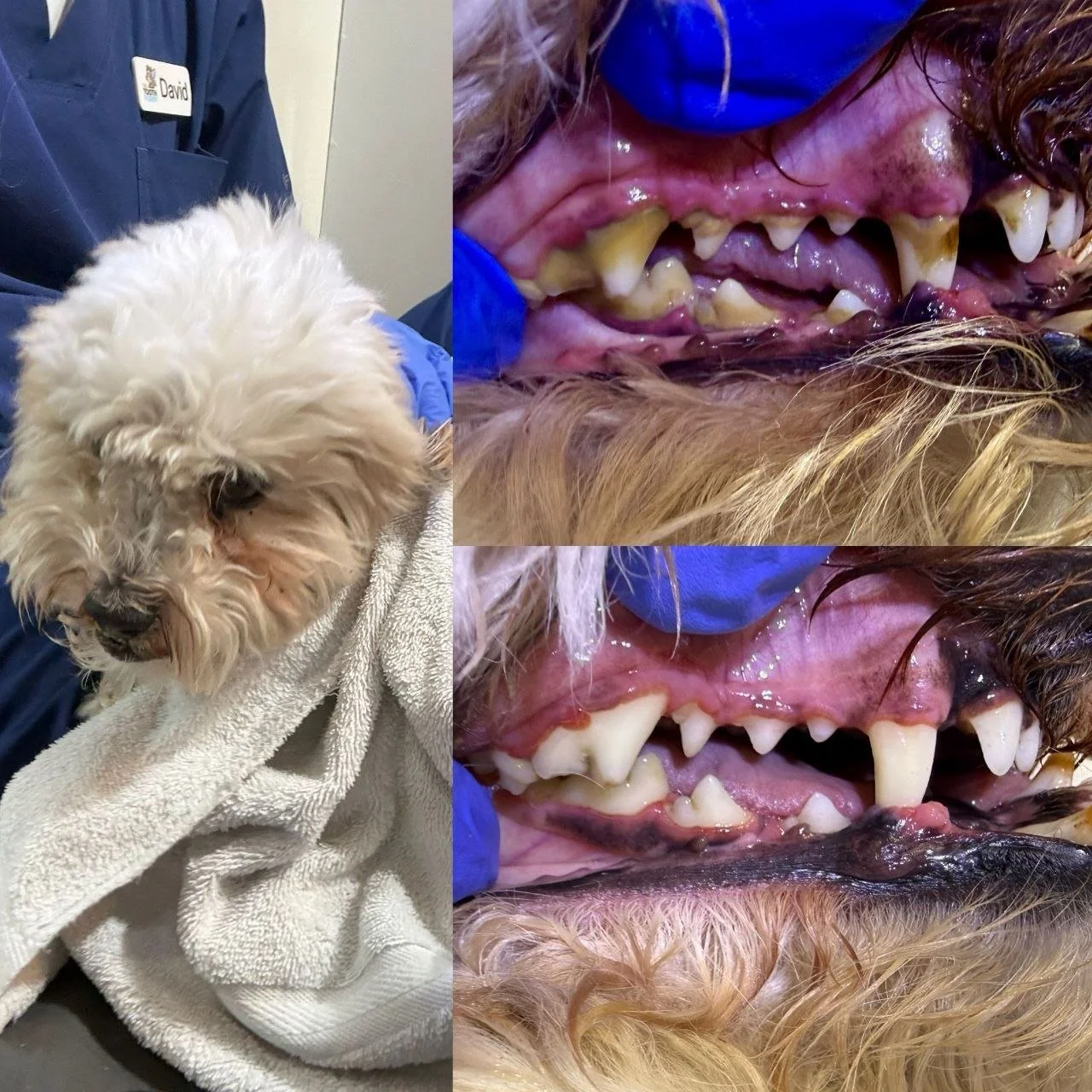 Dog teeth before and after sedation-free cleaning at Zip Pet Grooming, West Vancouver