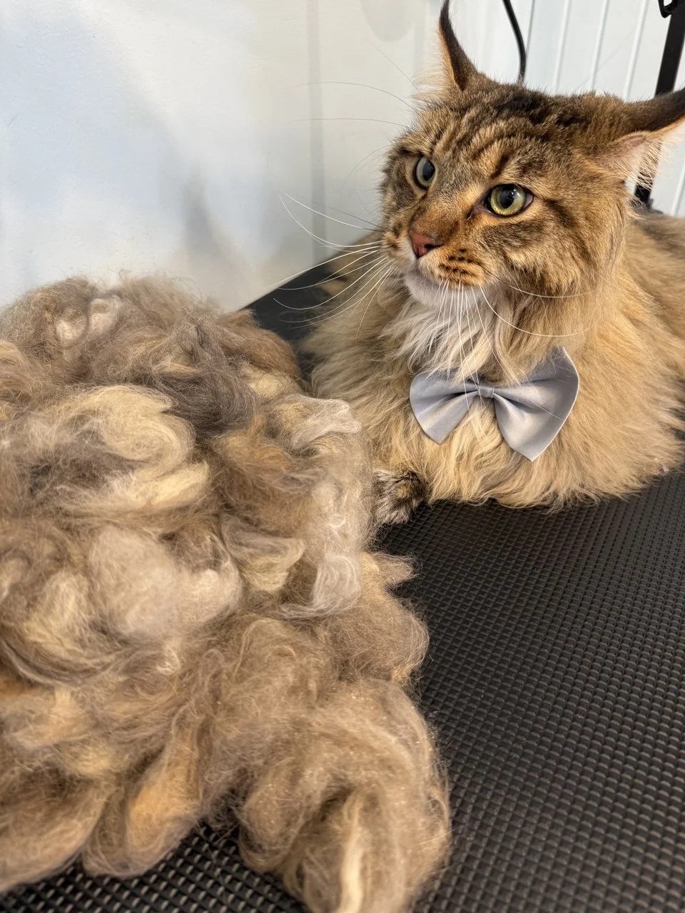 A long-haired cat wearing a gray bow tie after a professional cat grooming service at Zip Pet Grooming.