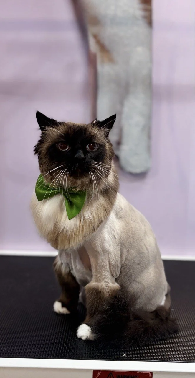 A cat with a dark face and ears, wearing a green bow tie and a grooming shave on its body, sitting on a grooming table with a lavender wall background.