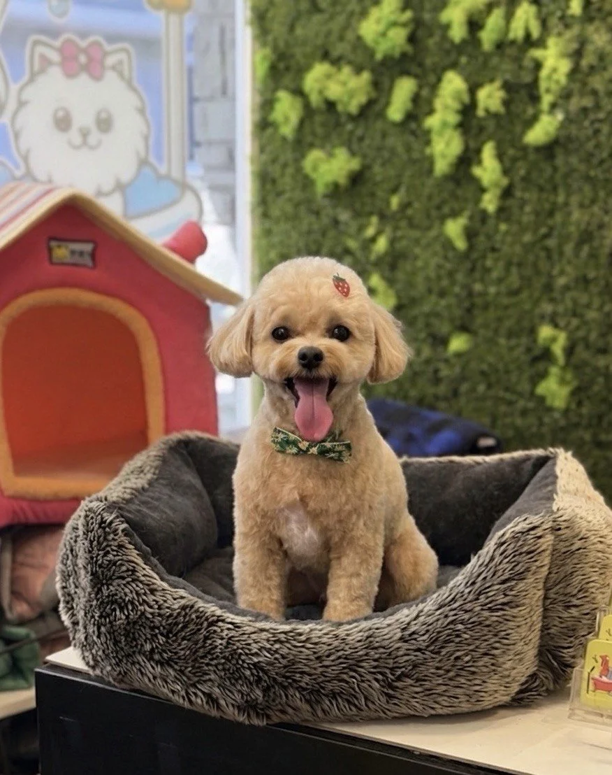 A happy small dog with light brown fur, wearing a green bow tie, sitting in a plush, fuzzy dog bed. The dog has a small red strawberry sticker on its forehead and pink tongue out. Behind the dog, there is a green plant wall, a colorful dog house, and
