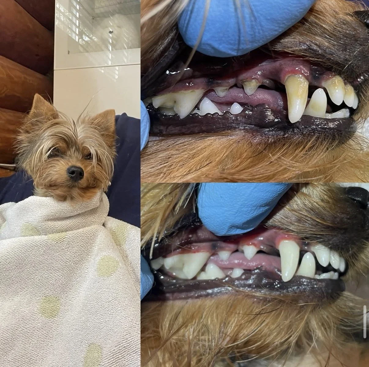 Dog teeth before and after sedation-free cleaning at Zip Pet Grooming, West Vancouver