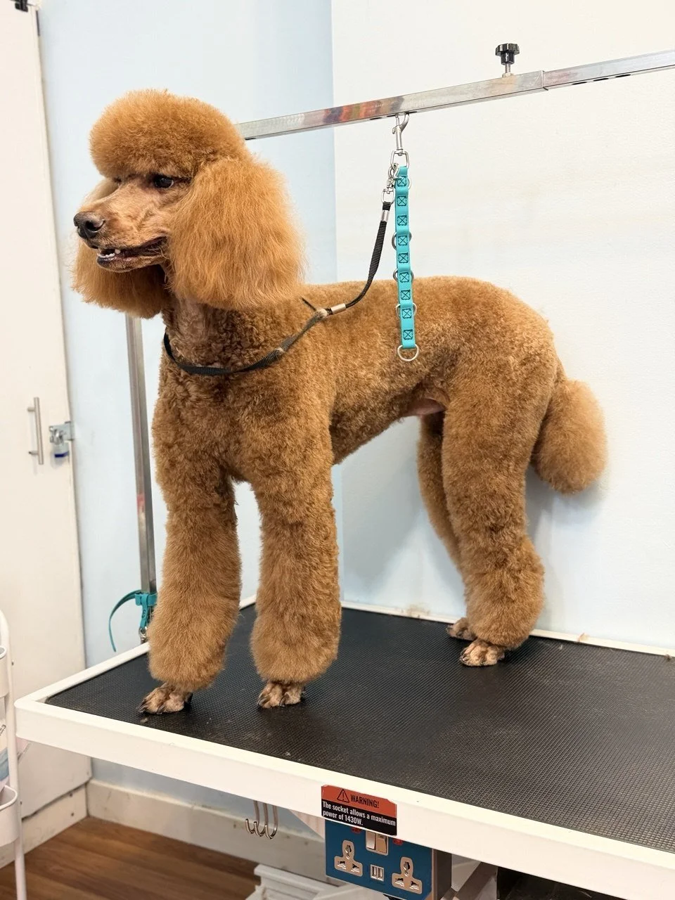 A dog with a poodle haircut standing on a grooming table in a grooming salon.