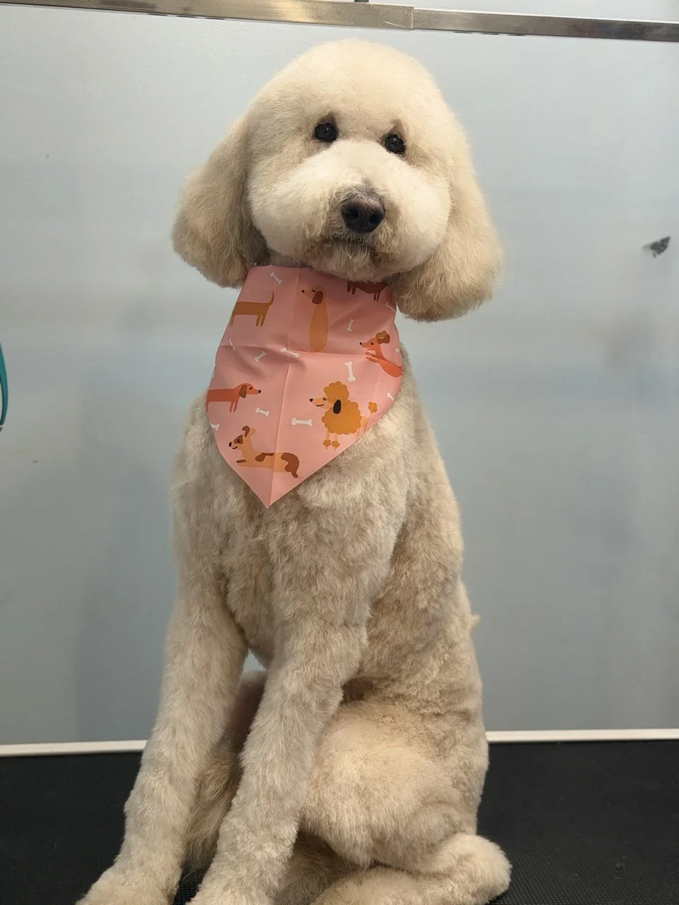 A fluffy, cream-colored dog with a groomed coat, sitting on a grooming table, wearing a pink bandana with dog-themed illustrations.