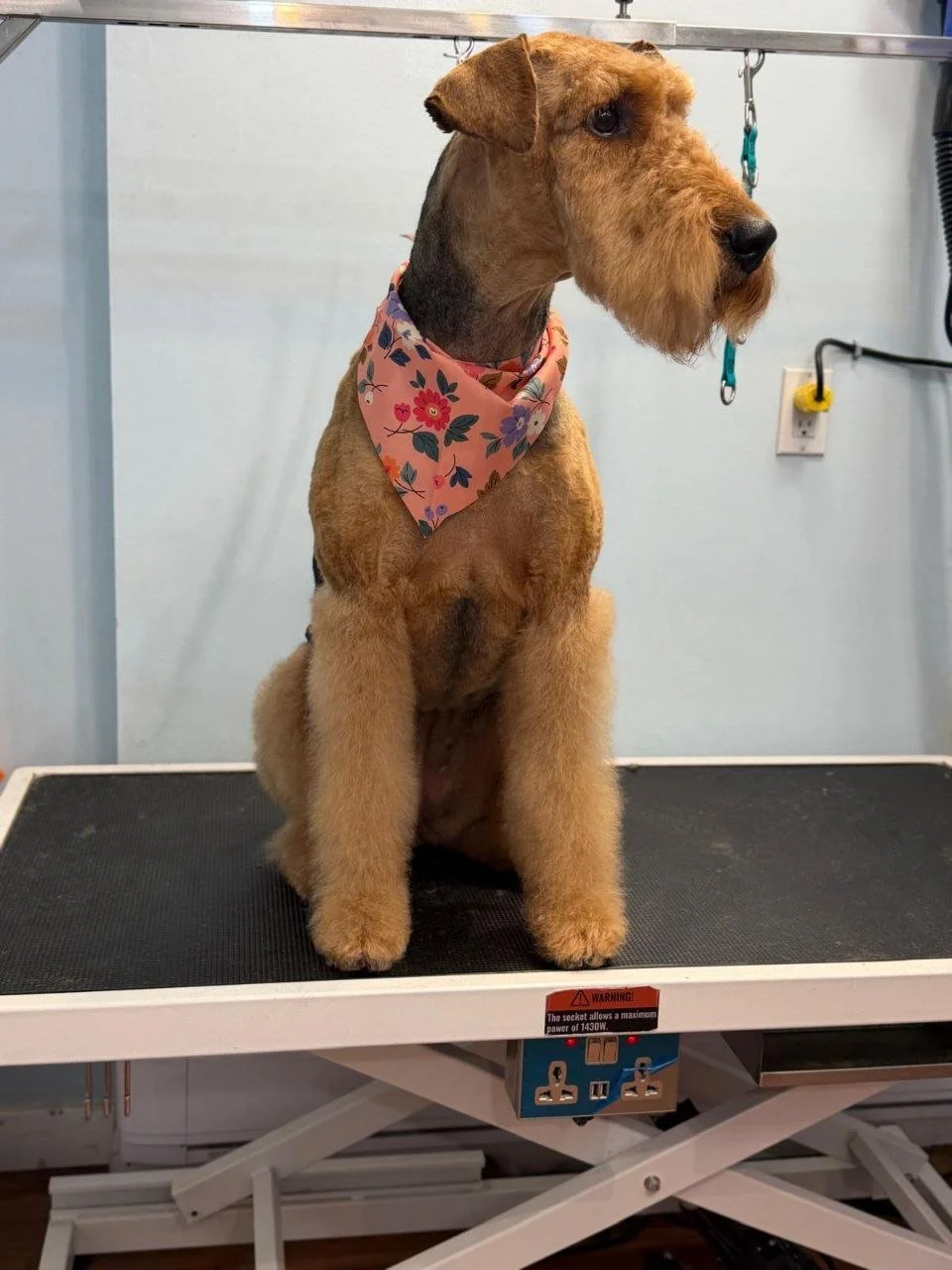 Dog Grooming Services