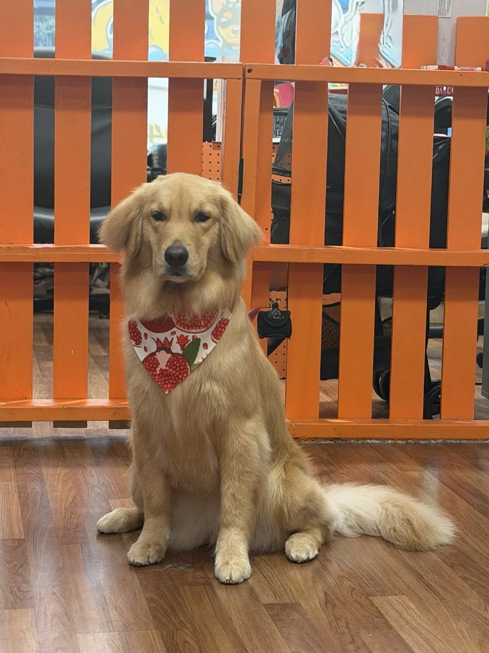 A golden retriever puppy sitting on a wooden floor, wearing a bandana with red berries and green leaves, in front of an orange gate.
