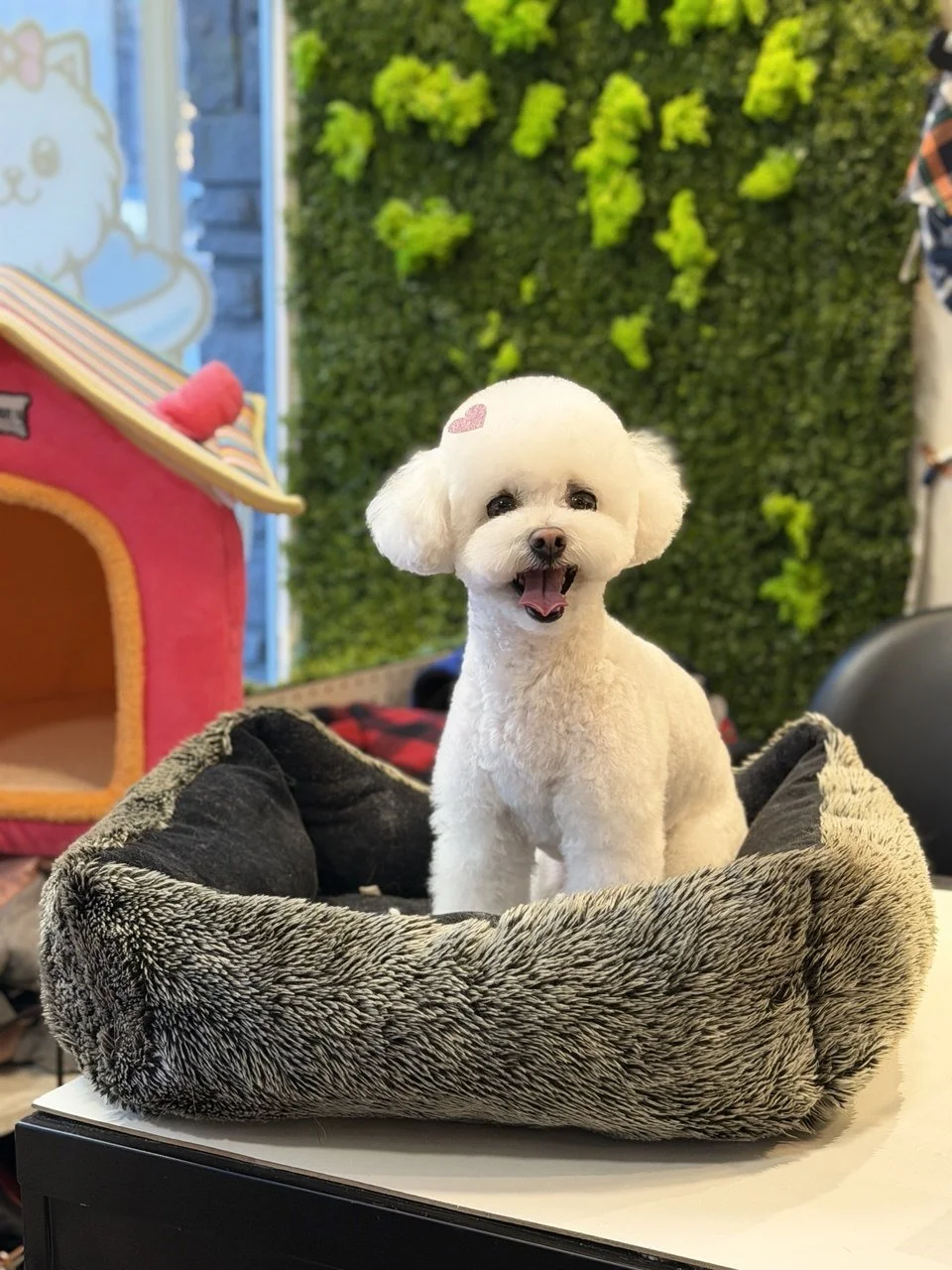 A small white Poodle with a pink heart sticker on its head sits happily in a plush pet bed on a table inside a room decorated with a green leafy wall and a pink pet house.